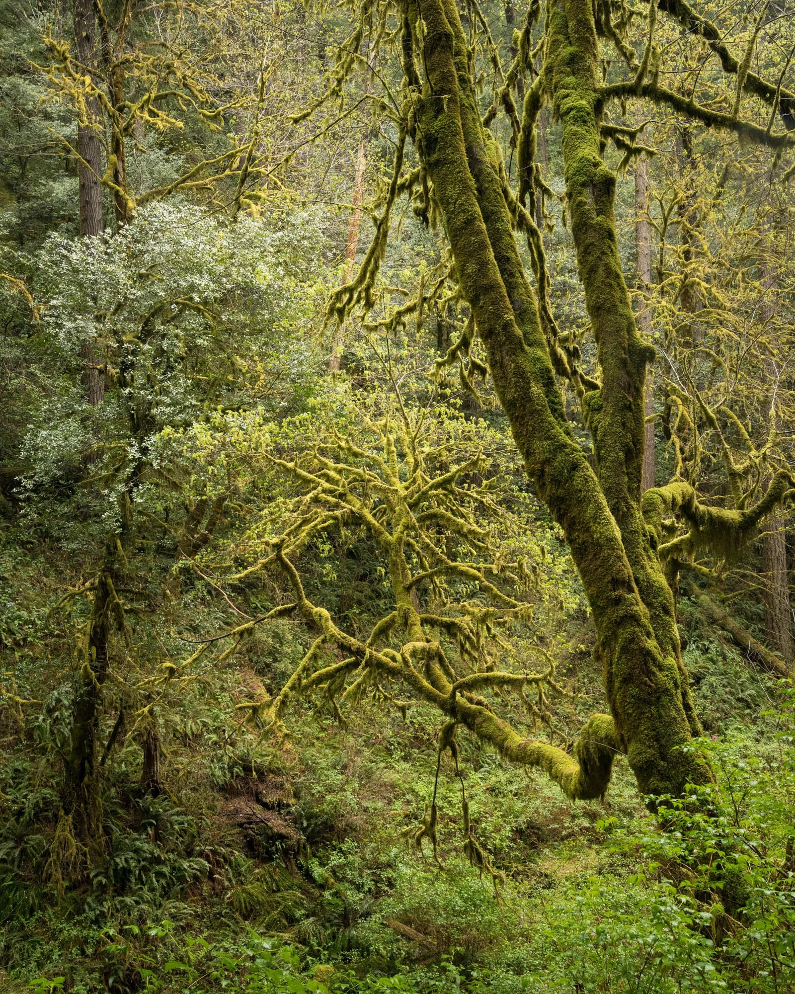 LegacyForests_028.jpg
