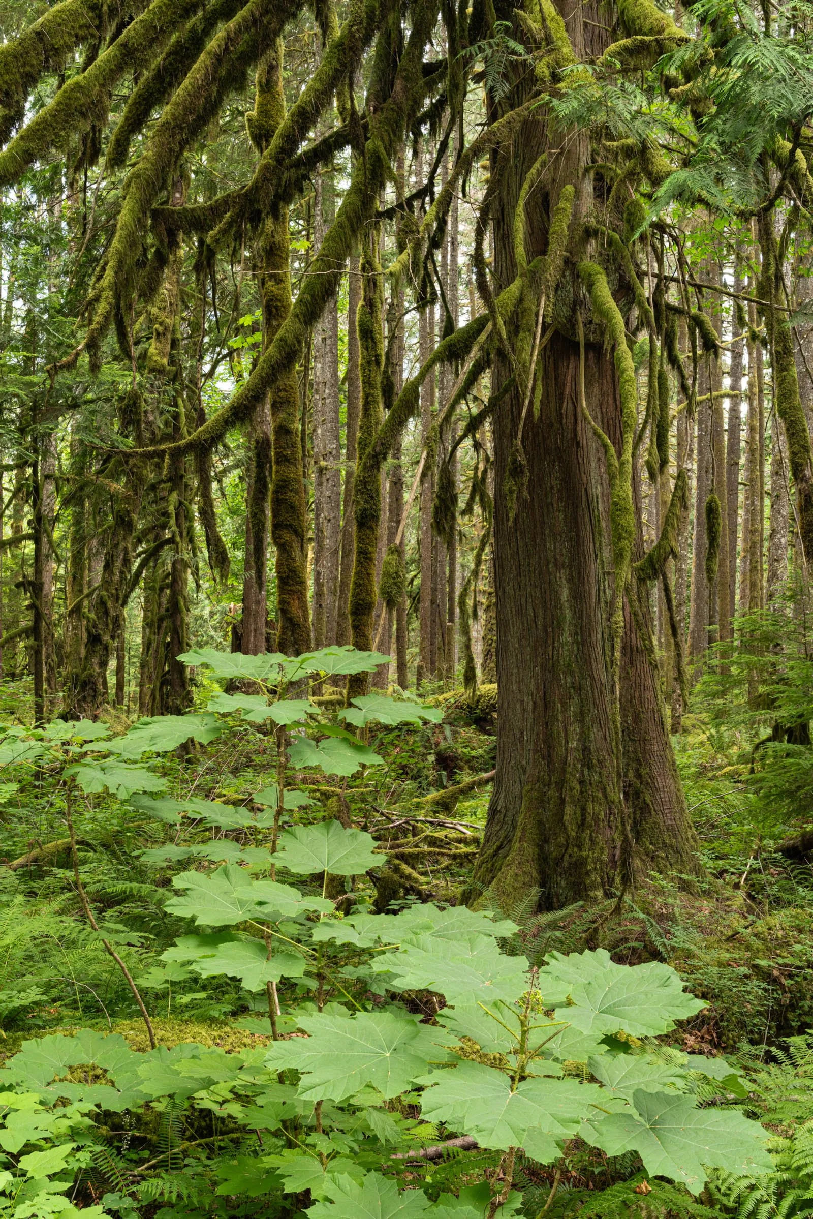 LegacyForests_014.jpg