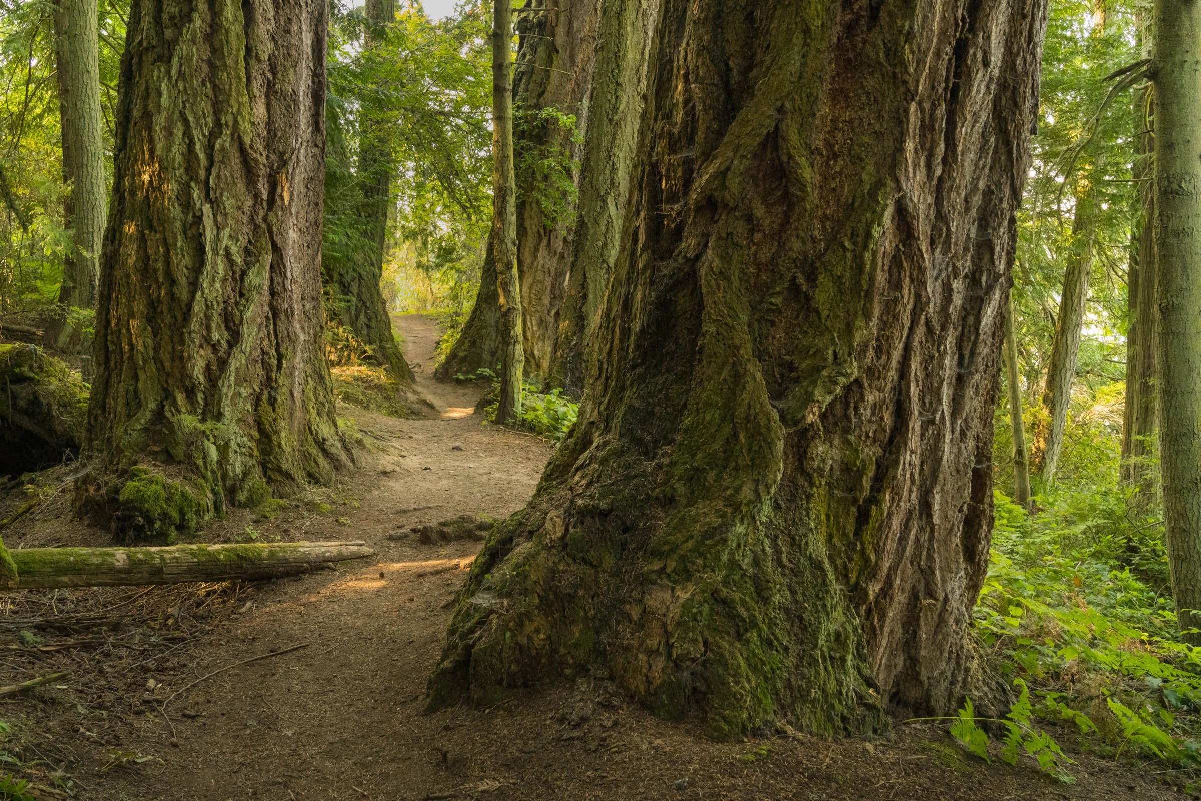 LegacyForests_052.jpg