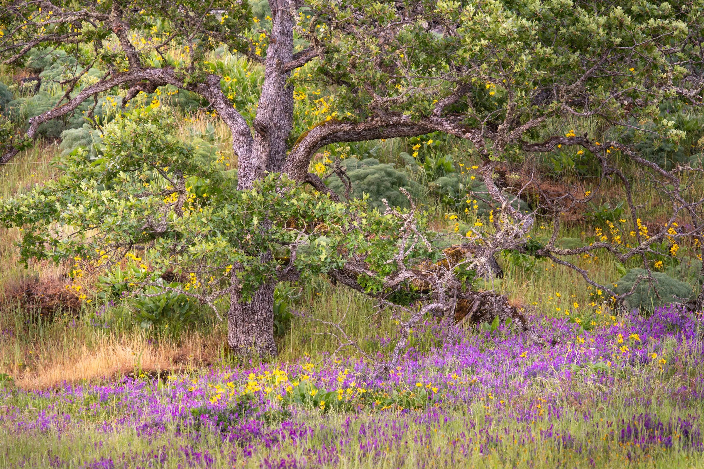 GorgeFlowers_004.jpg