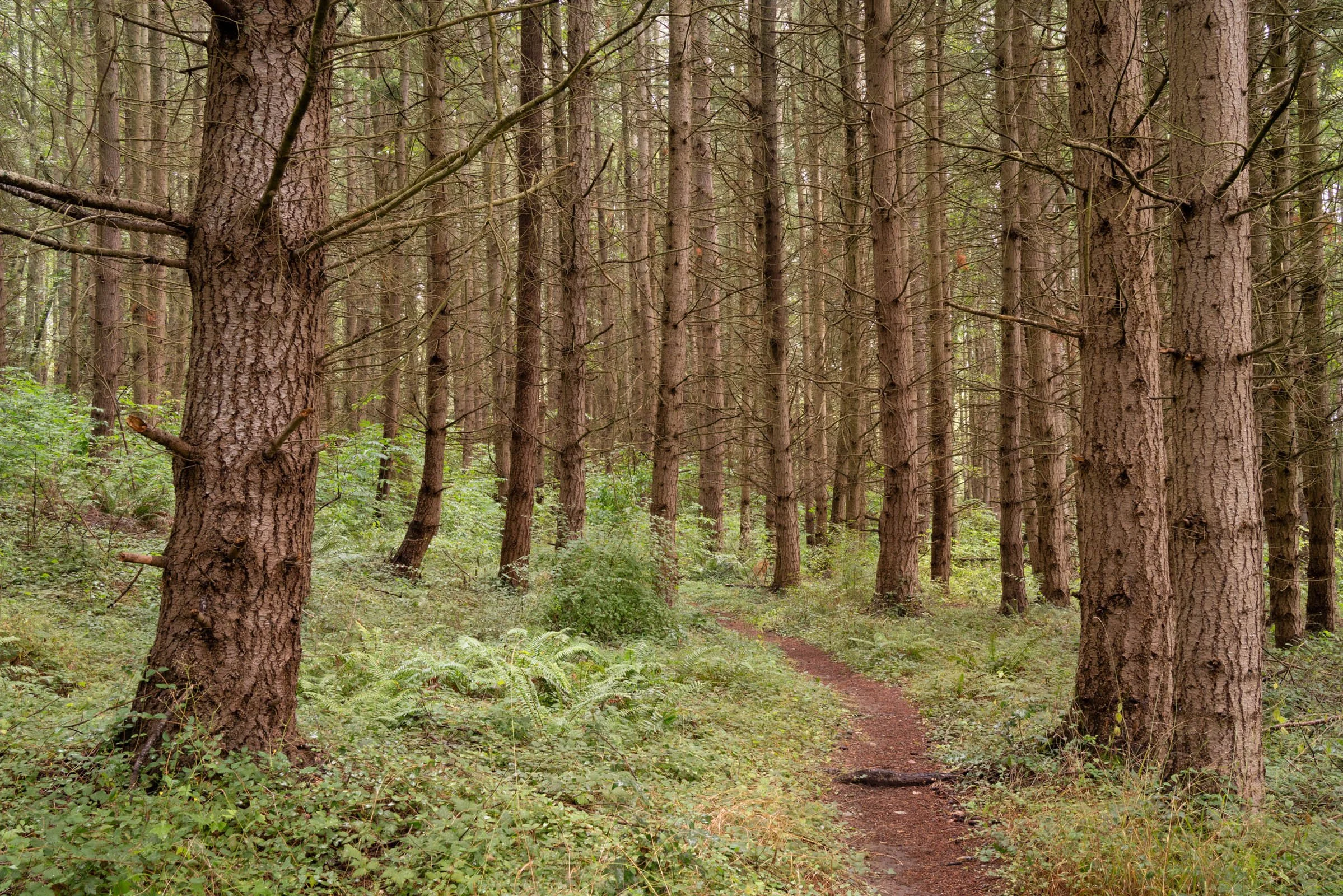 LegacyForests_038.jpg