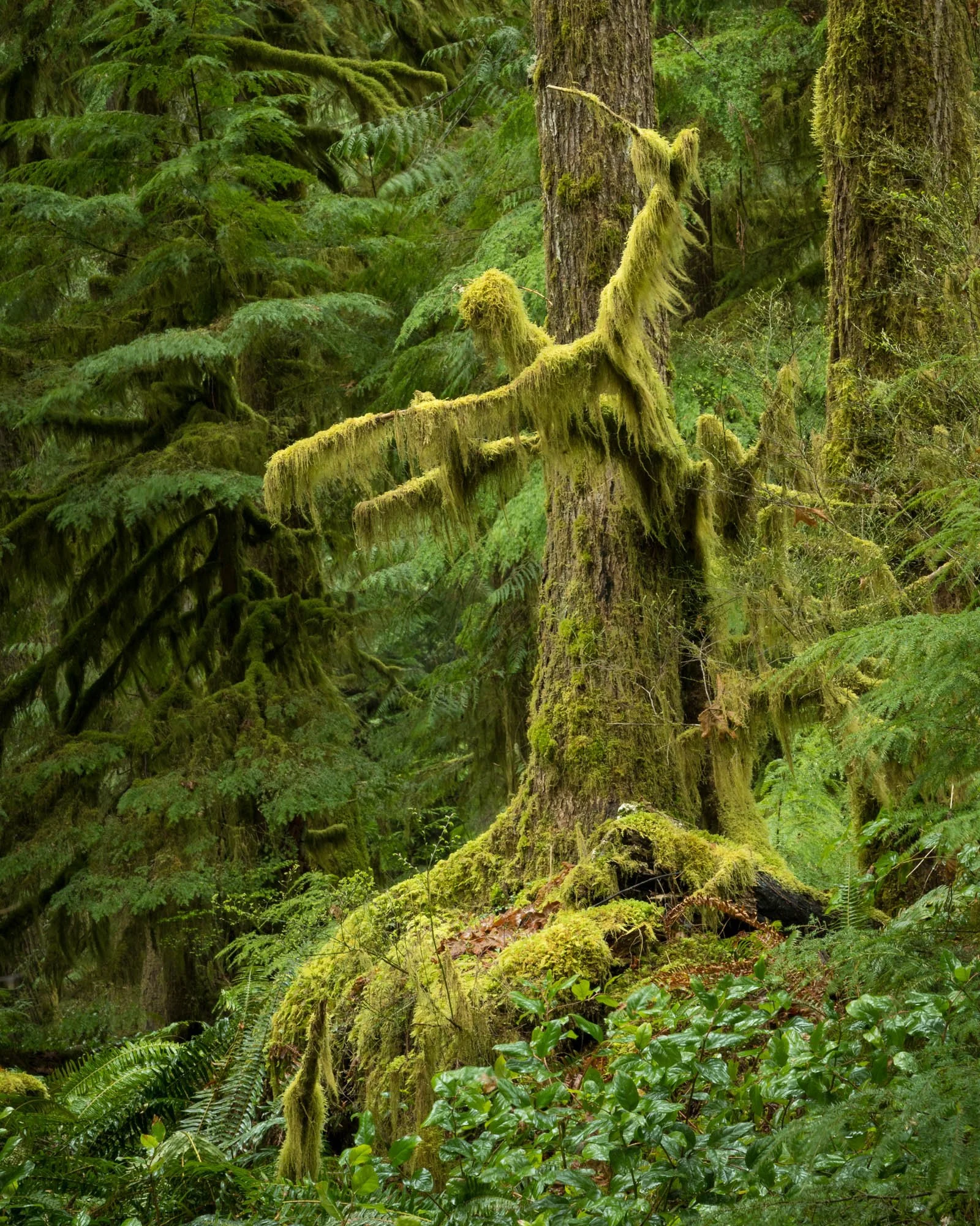 LegacyForests_022.jpg