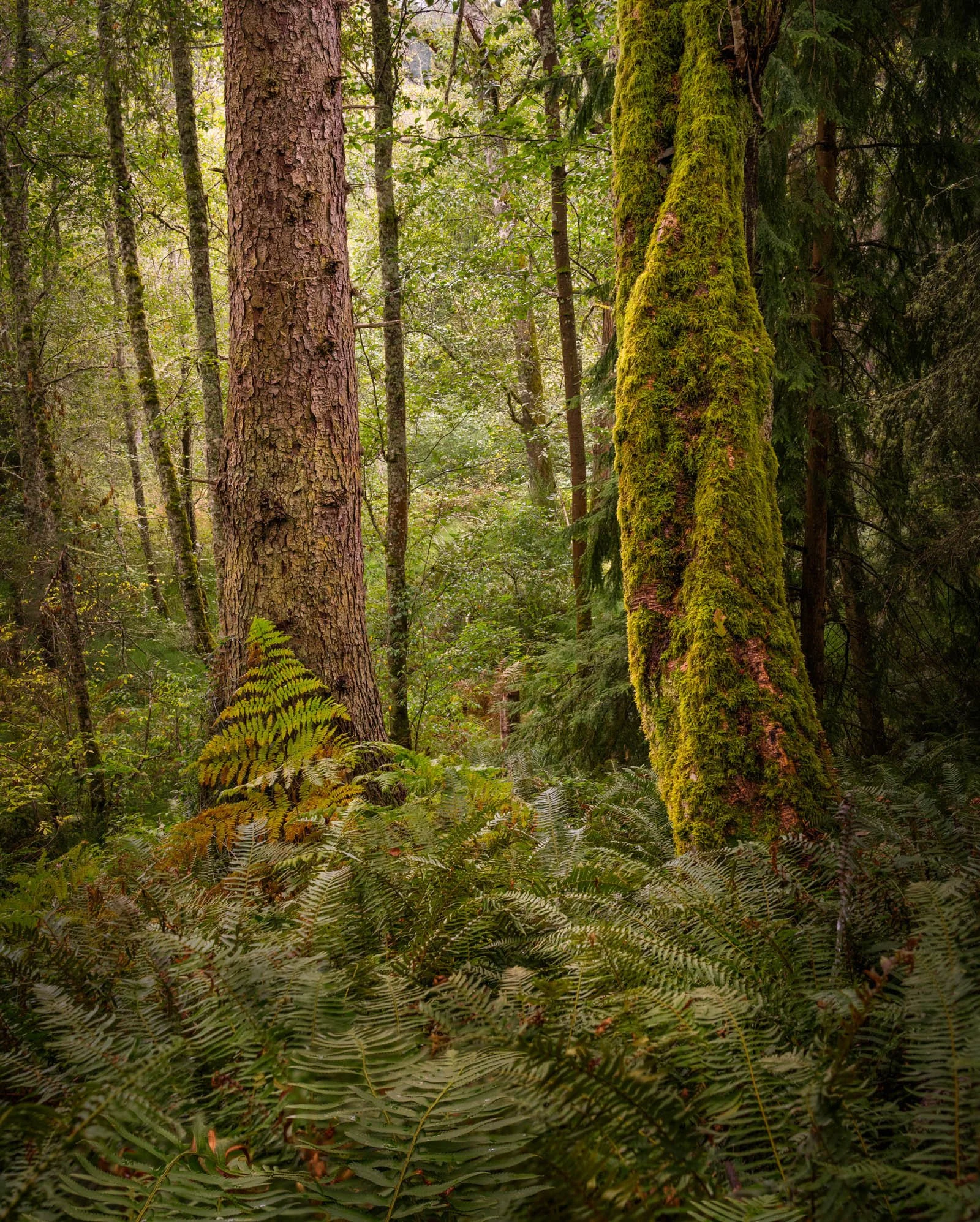 LegacyForests_035.jpg