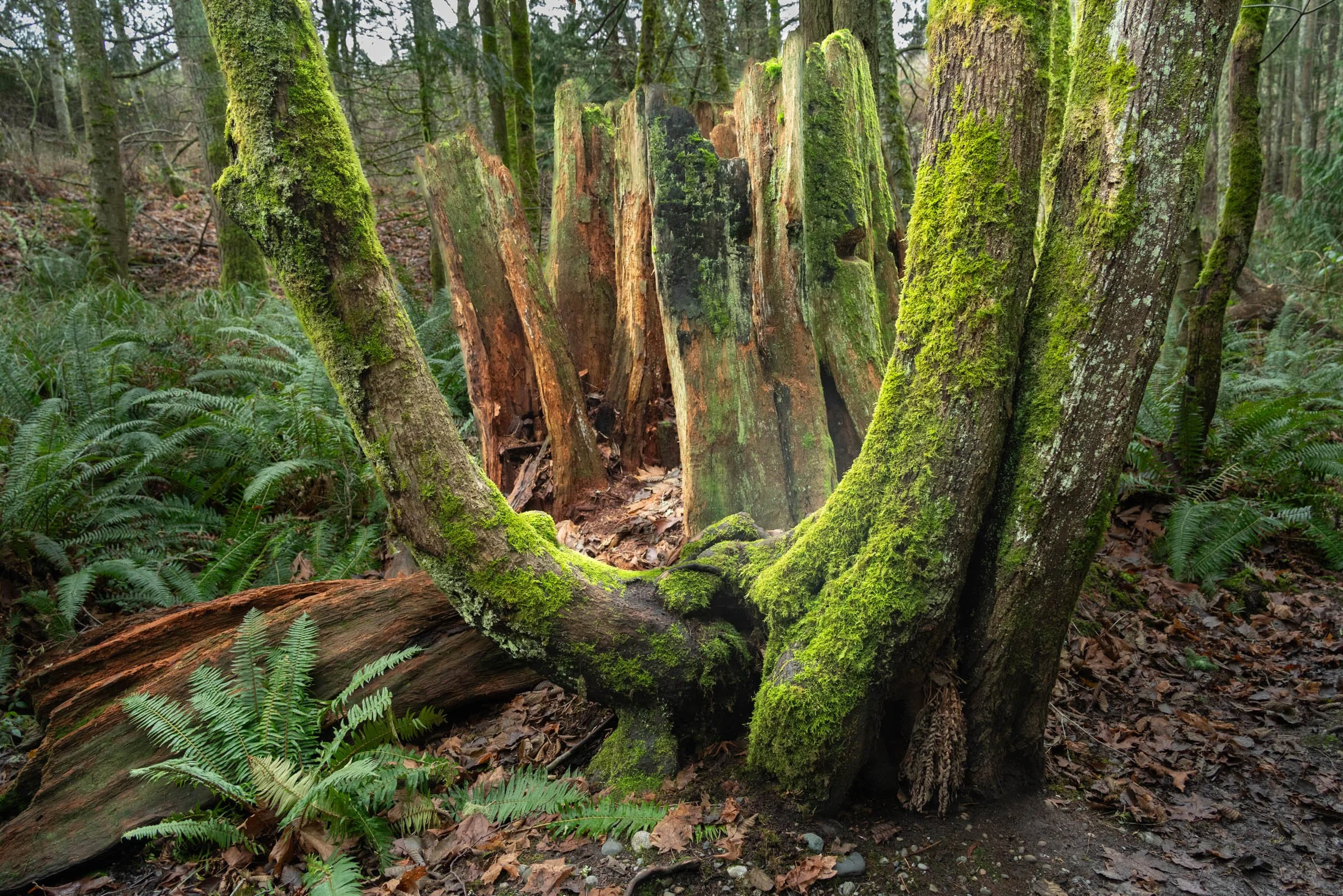 ACFL_010126_009.jpg