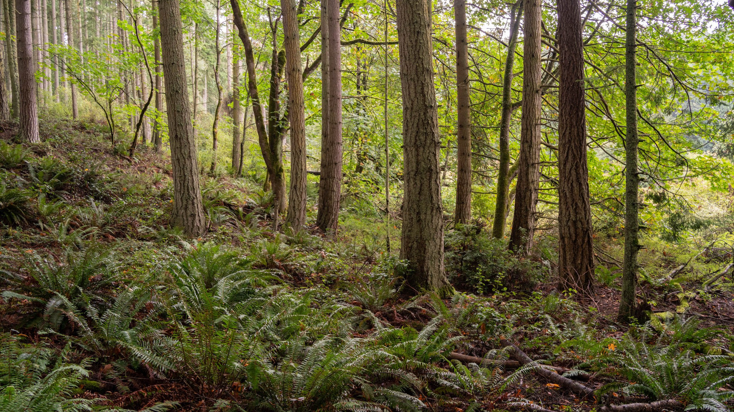 LegacyForests_034.jpg