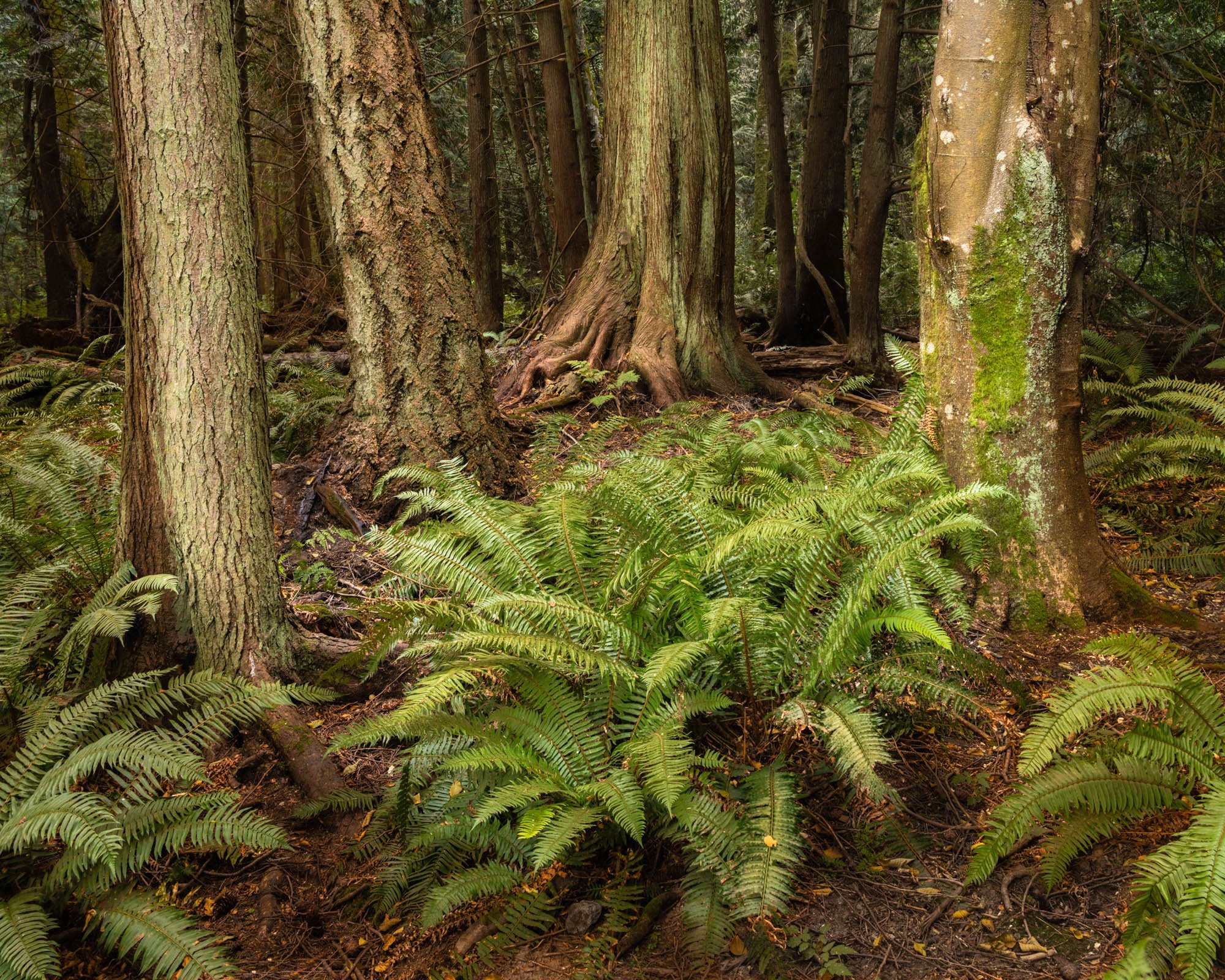 LegacyForests_056.jpg