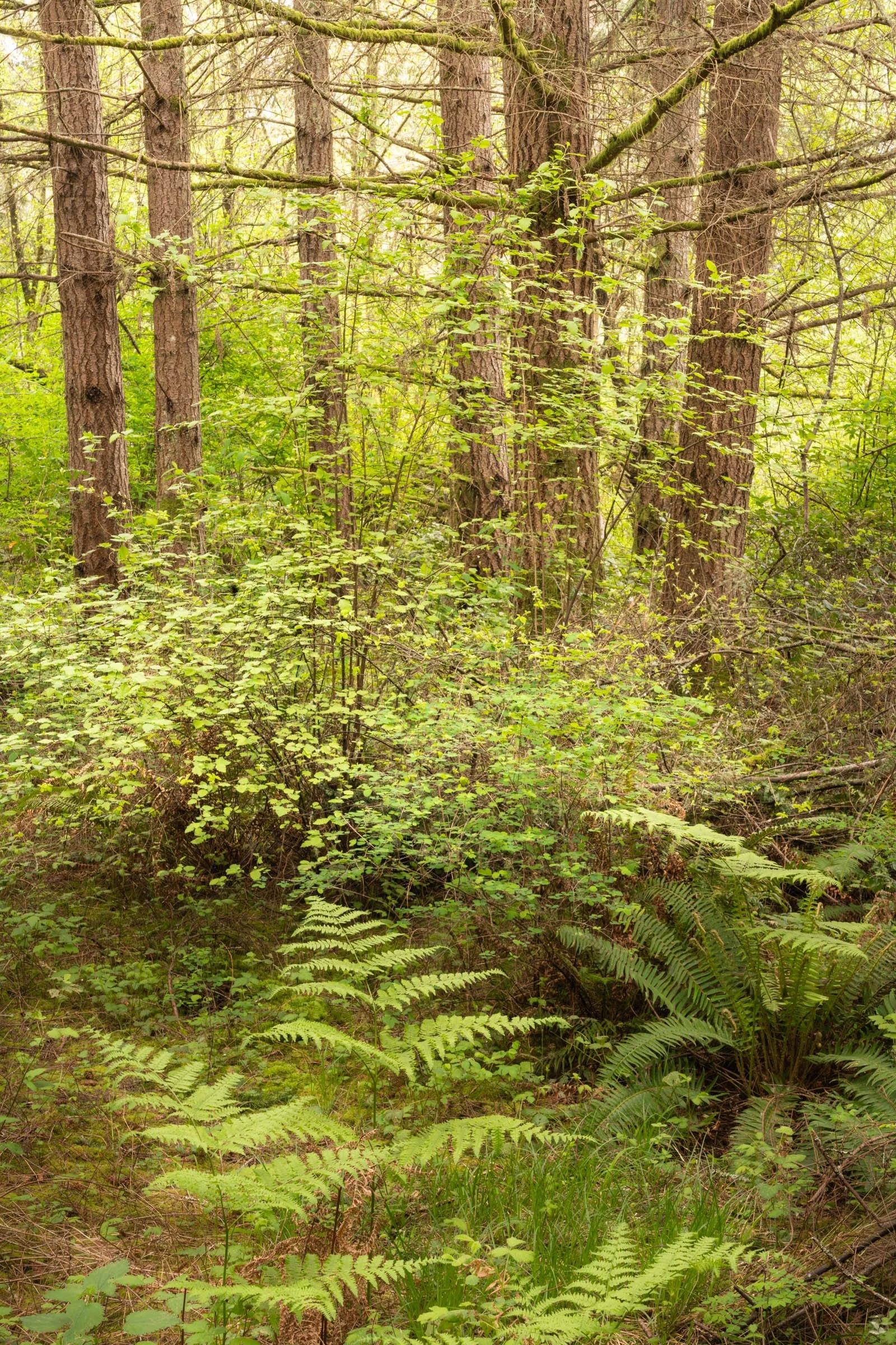BarnumPoint_042826_065.jpg