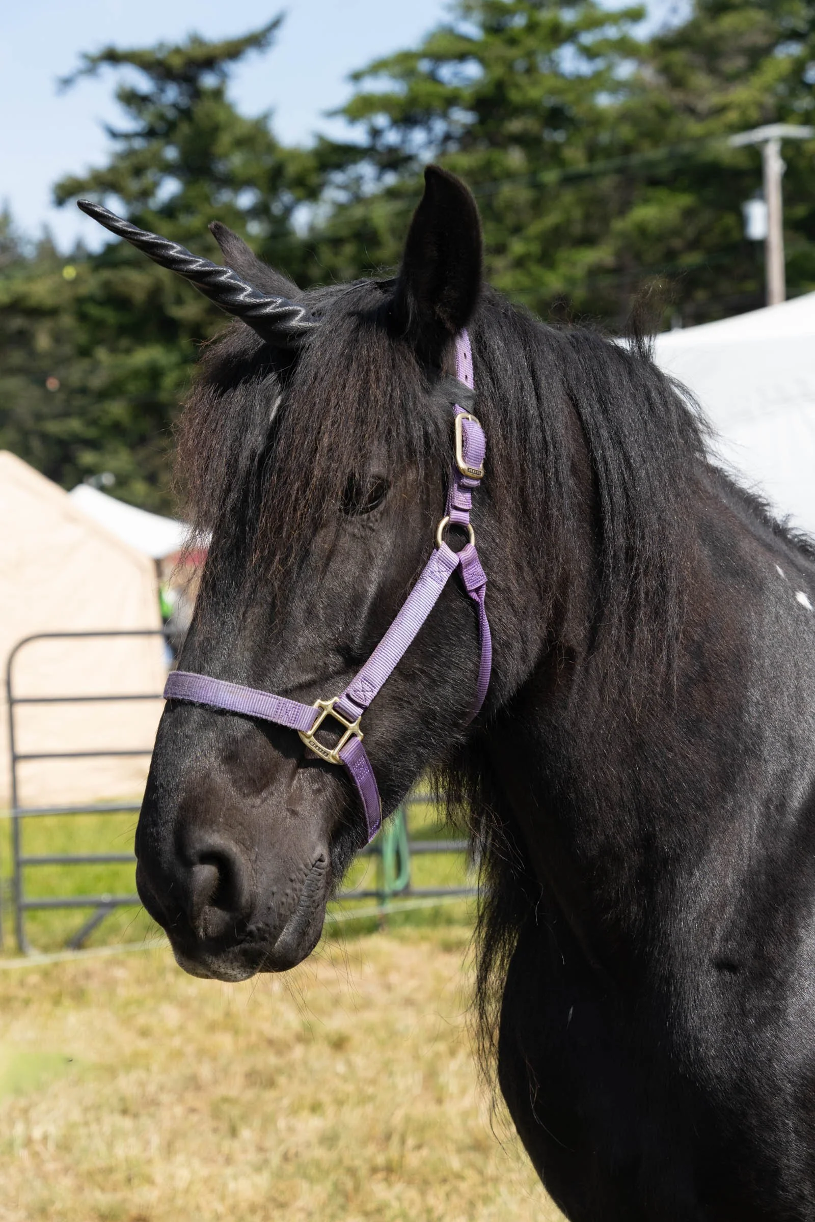 WhidbeyRenFaire_006.jpg