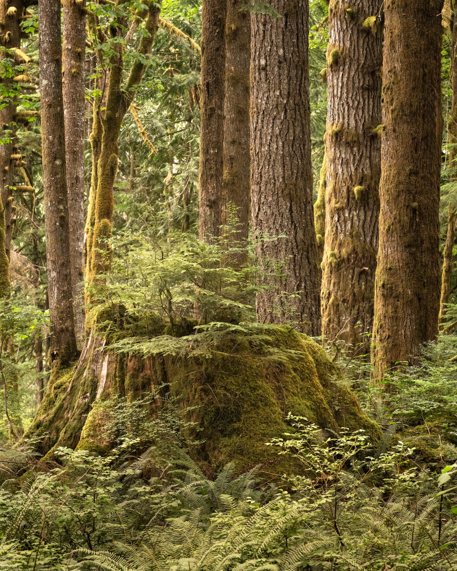 LegacyForests_015.jpg