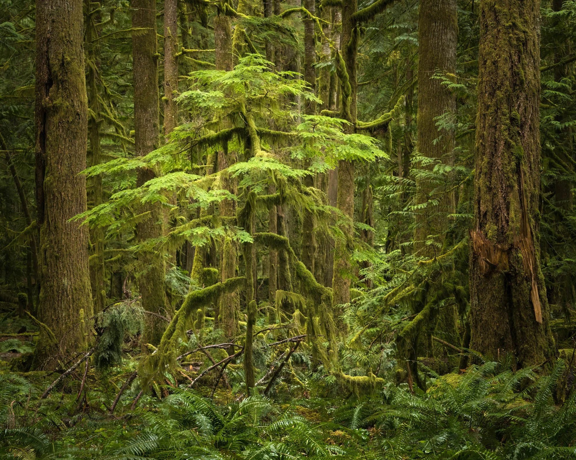 LegacyForests_025.jpg