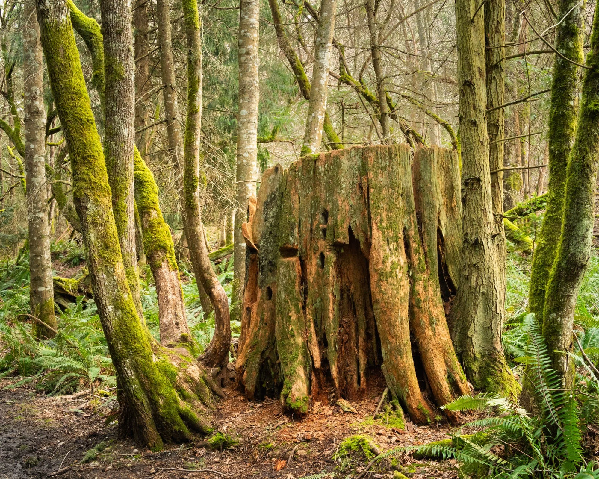 LegacyForests_047.jpg