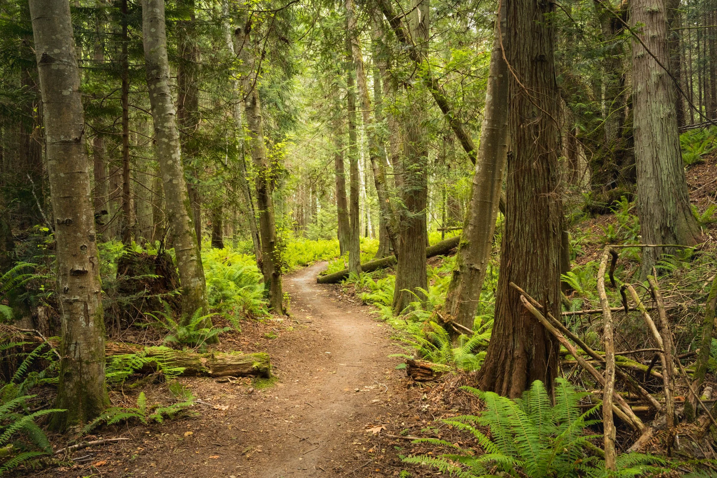 LegacyForests_050.jpg