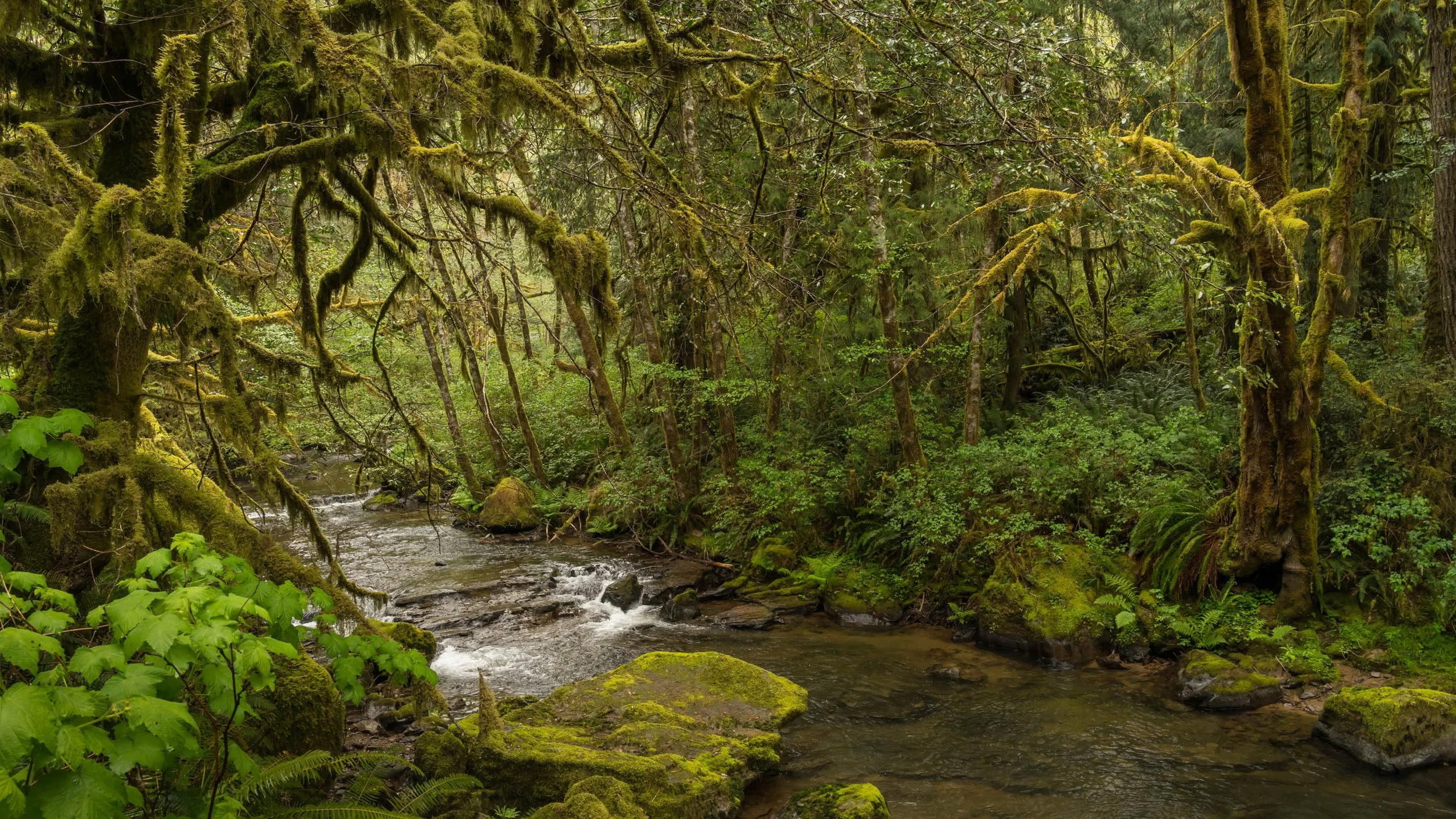 LegacyForests_029.jpg