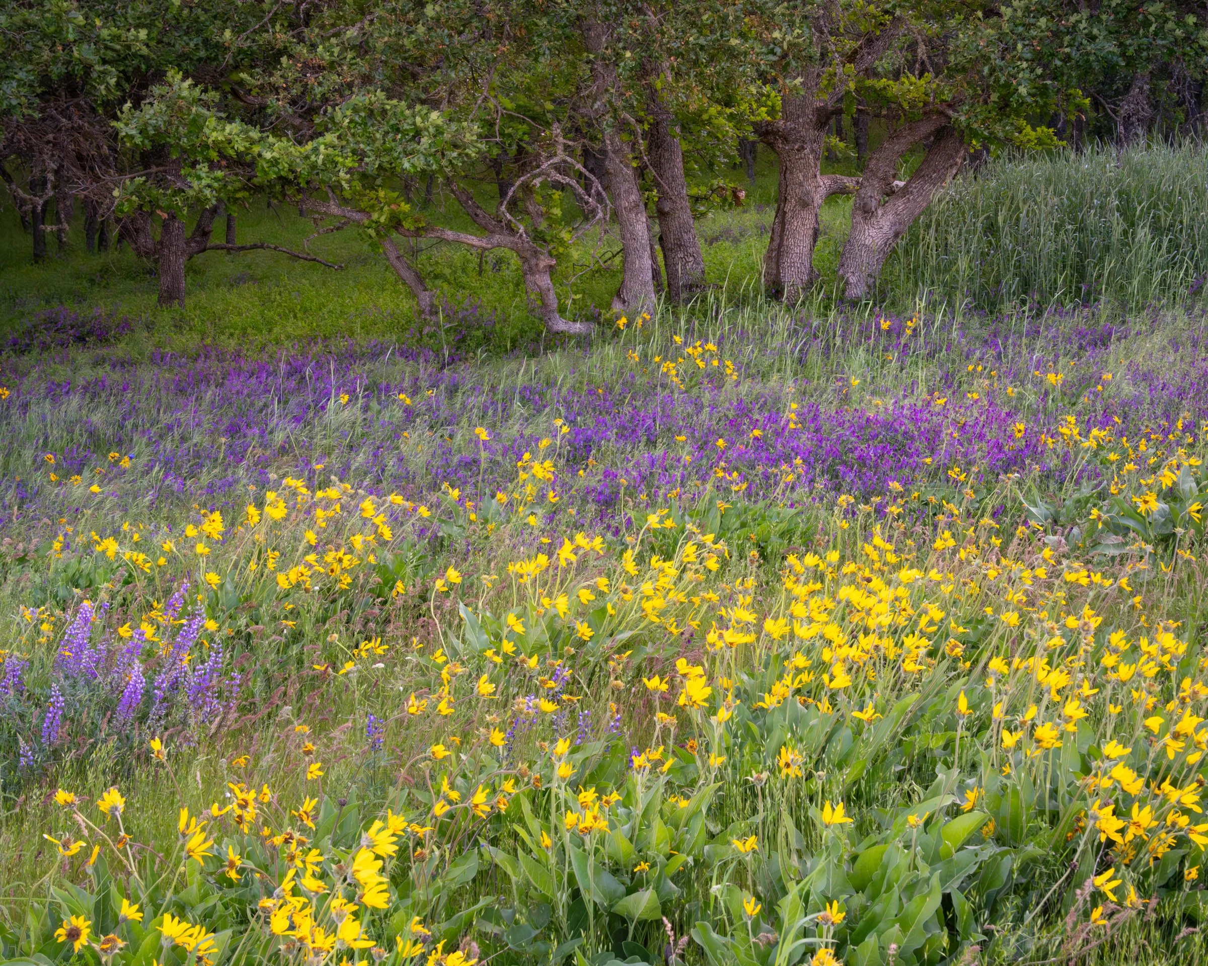 GorgeFlowers_009.jpg
