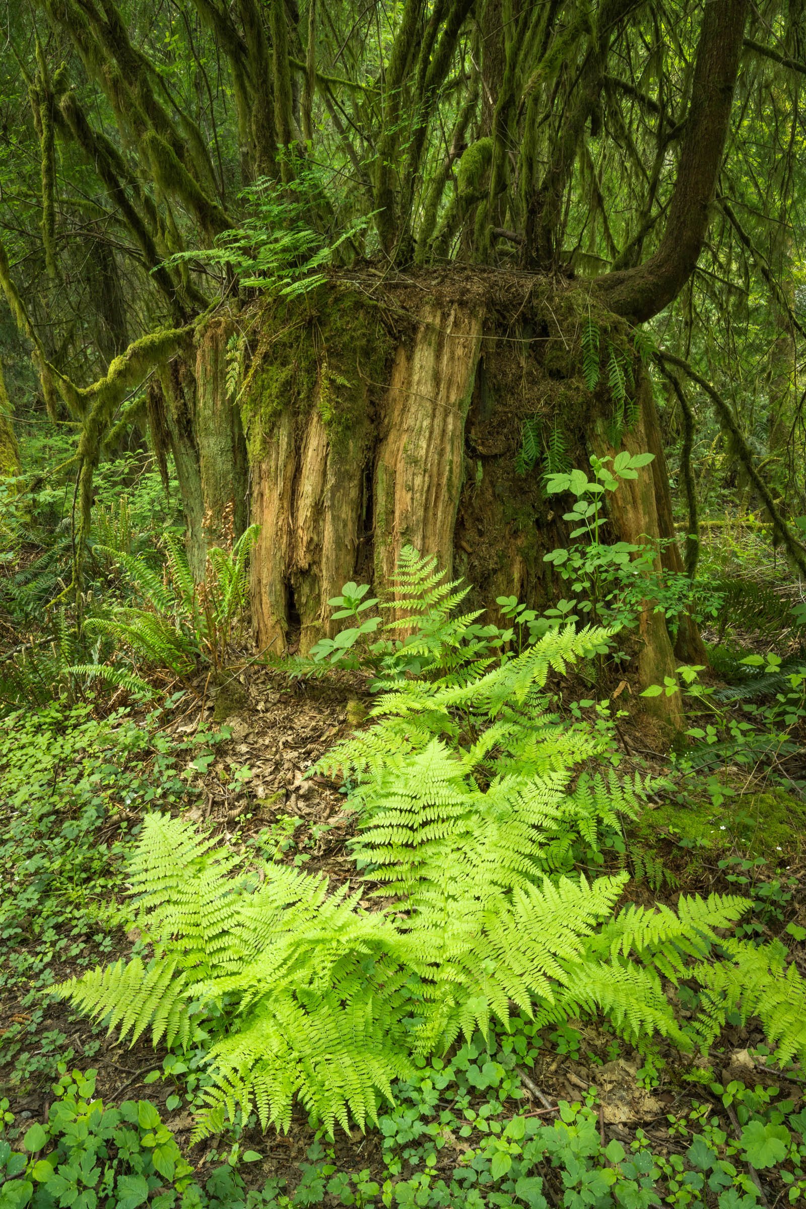 LegacyForests_049.jpg
