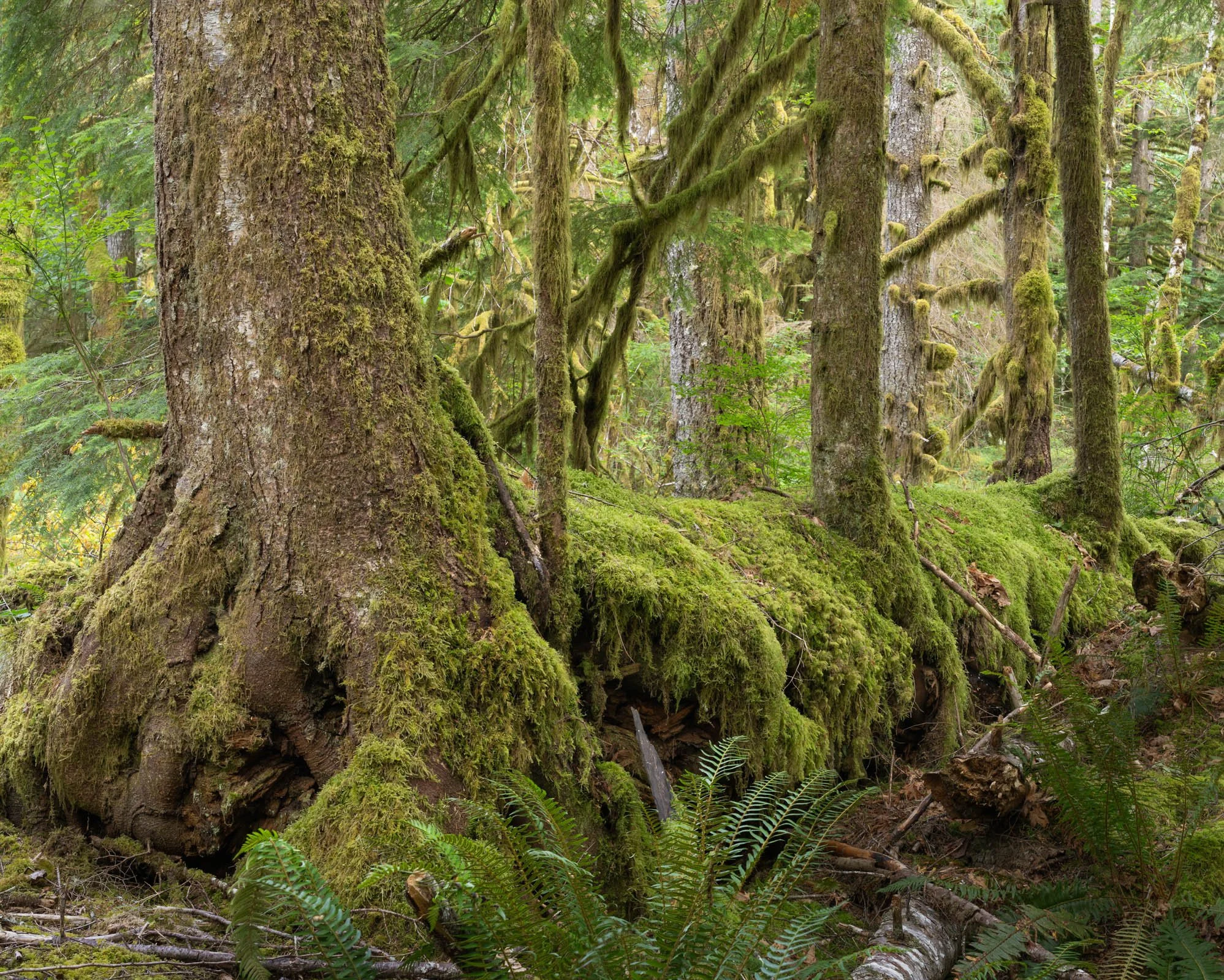 LegacyForests_016.jpg