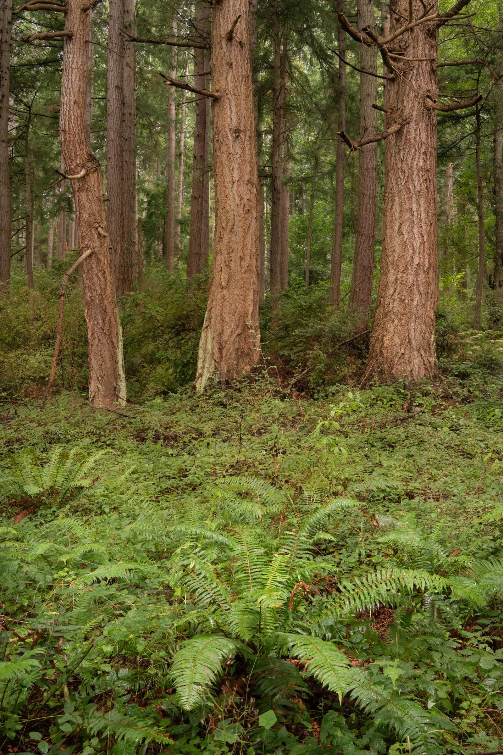 LegacyForests_037.jpg