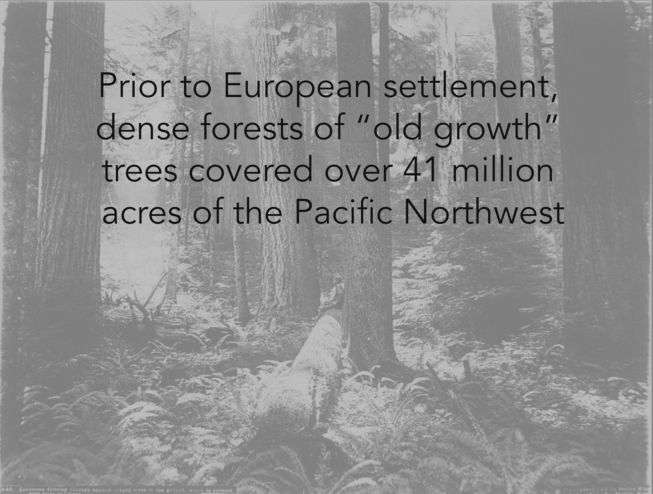LegacyForests_001.jpg