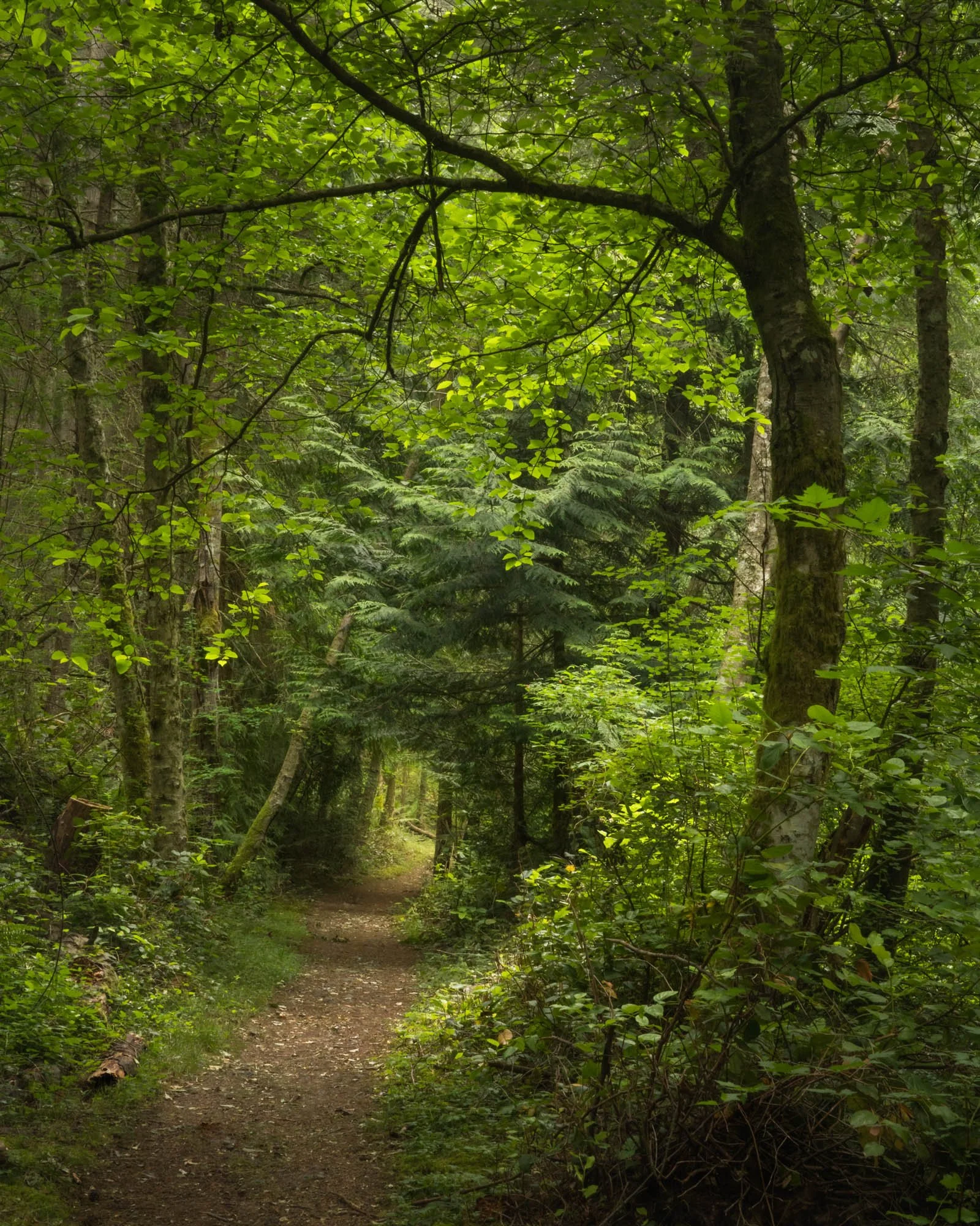 LegacyForests_048.jpg