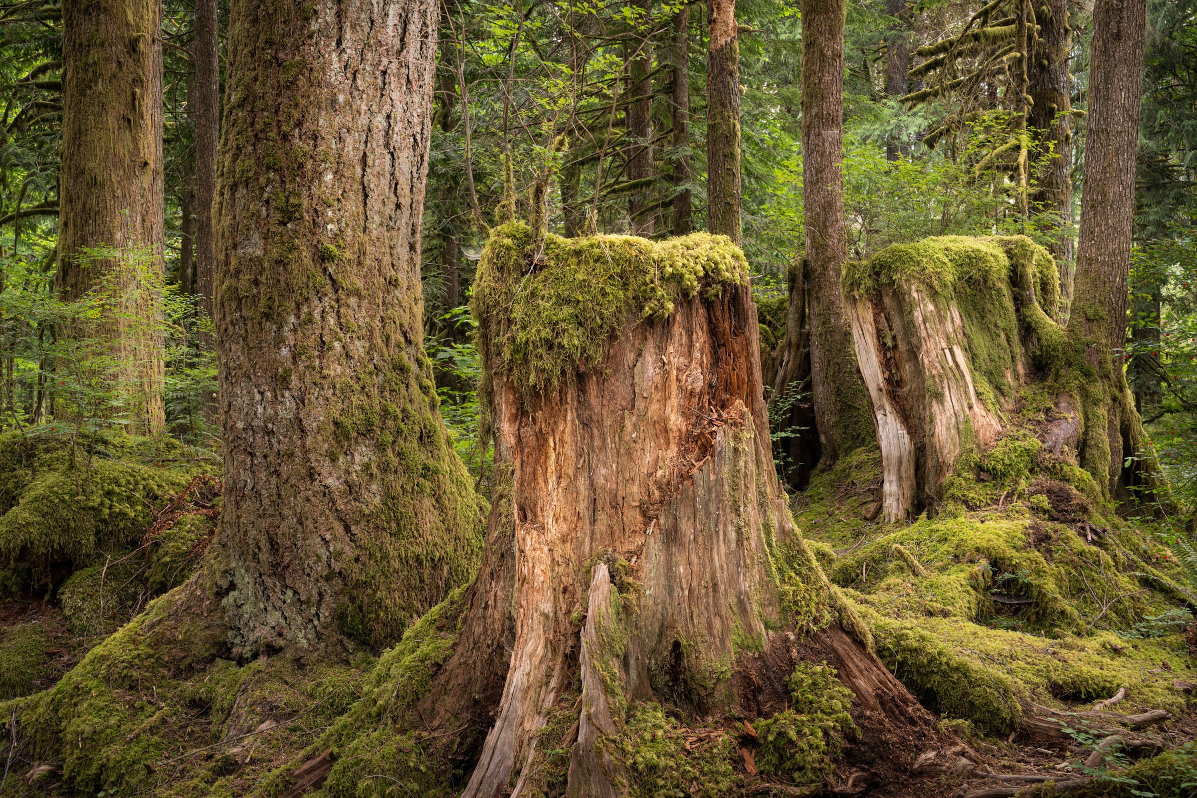 LegacyForests_013.jpg