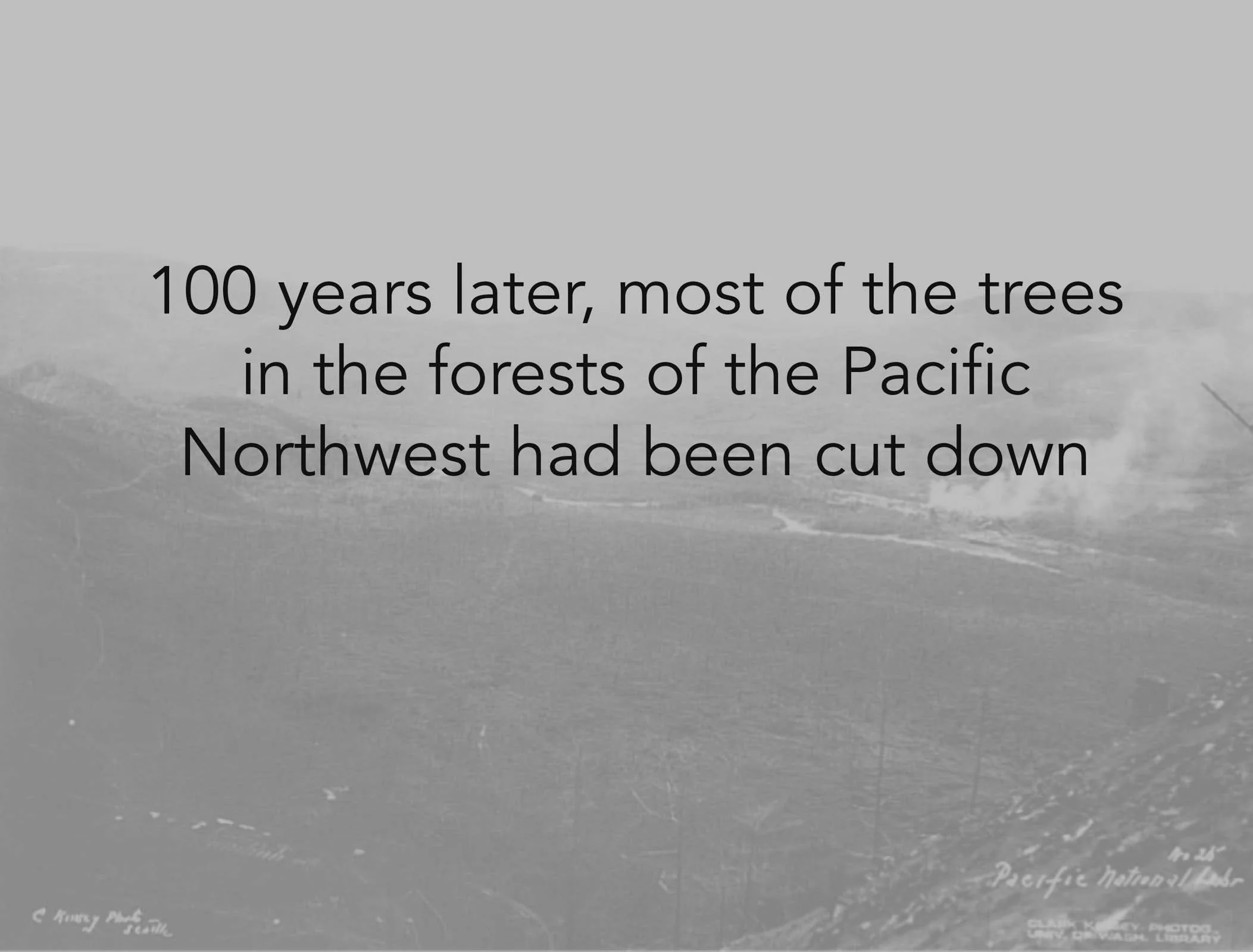 LegacyForests_005.jpg