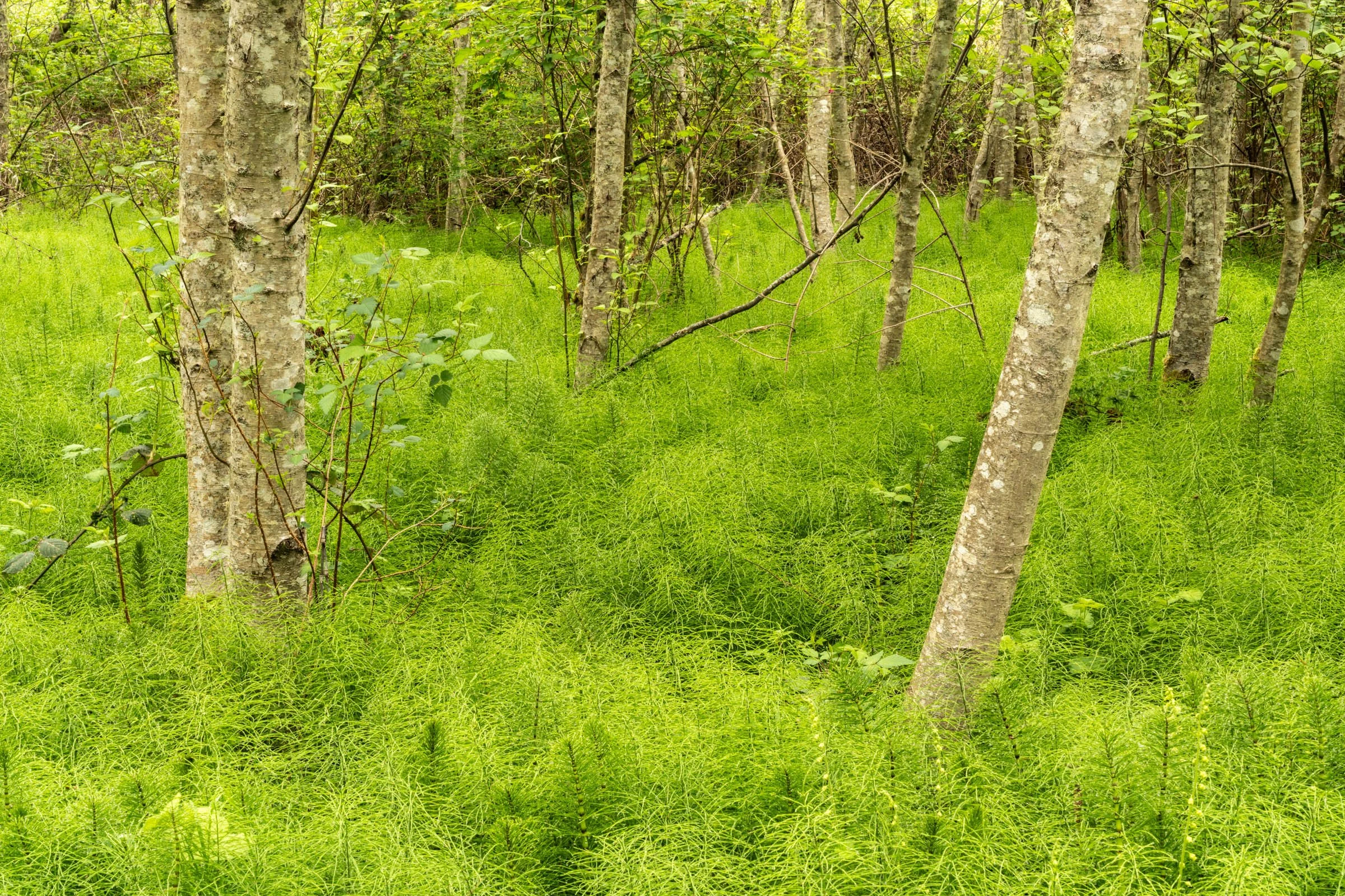 BarnumPoint_042826_075.jpg
