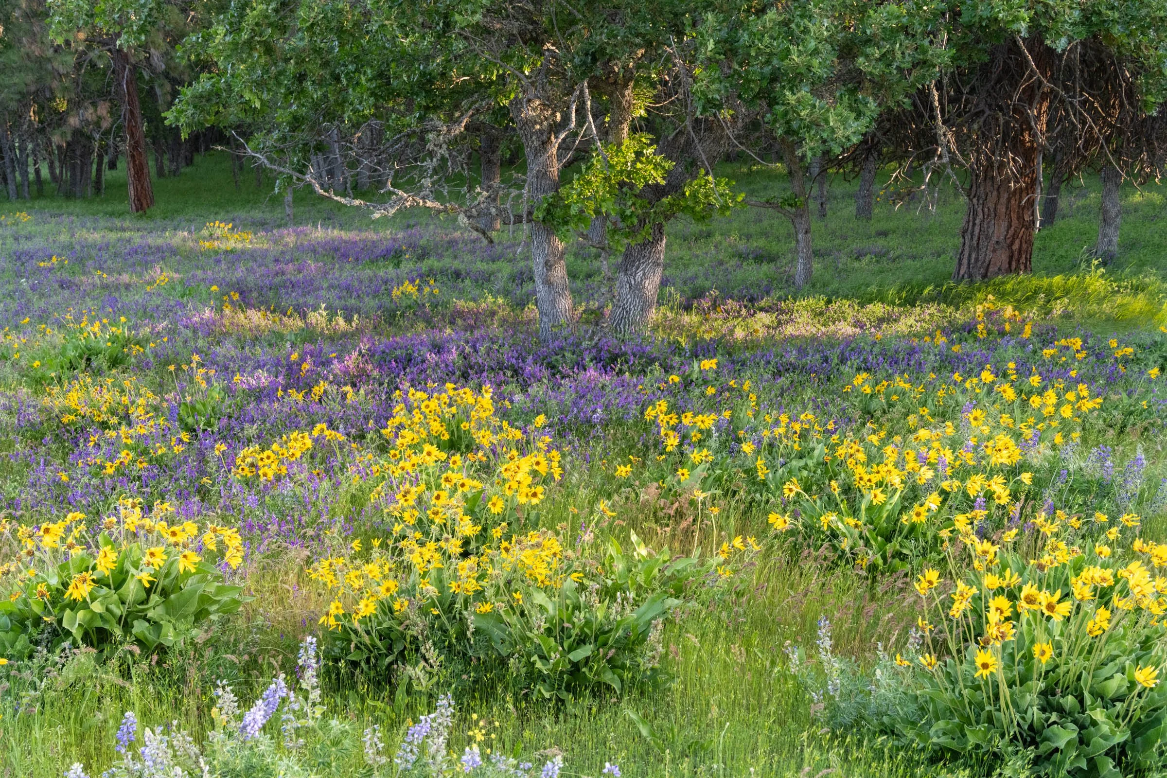 GorgeFlowers_010.jpg