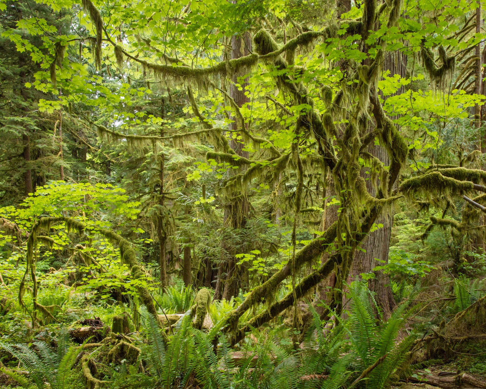 LegacyForests_020.jpg