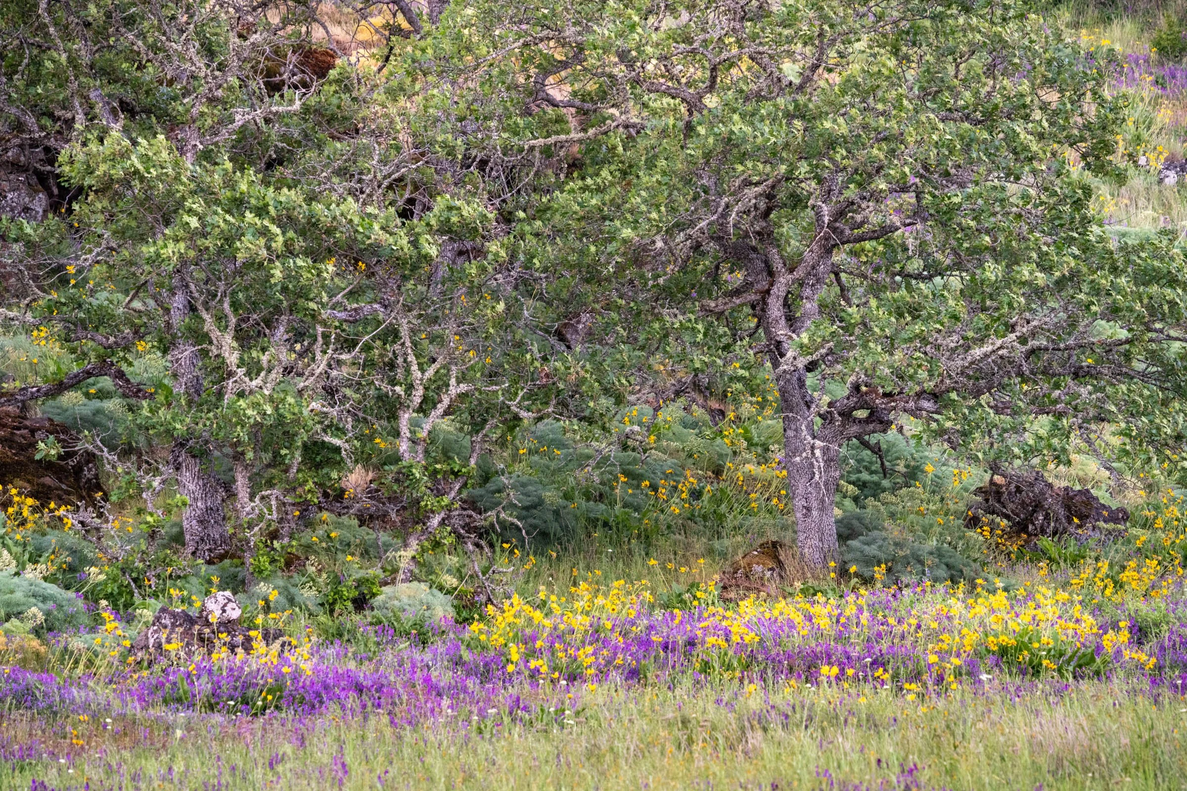 GorgeFlowers_002.jpg