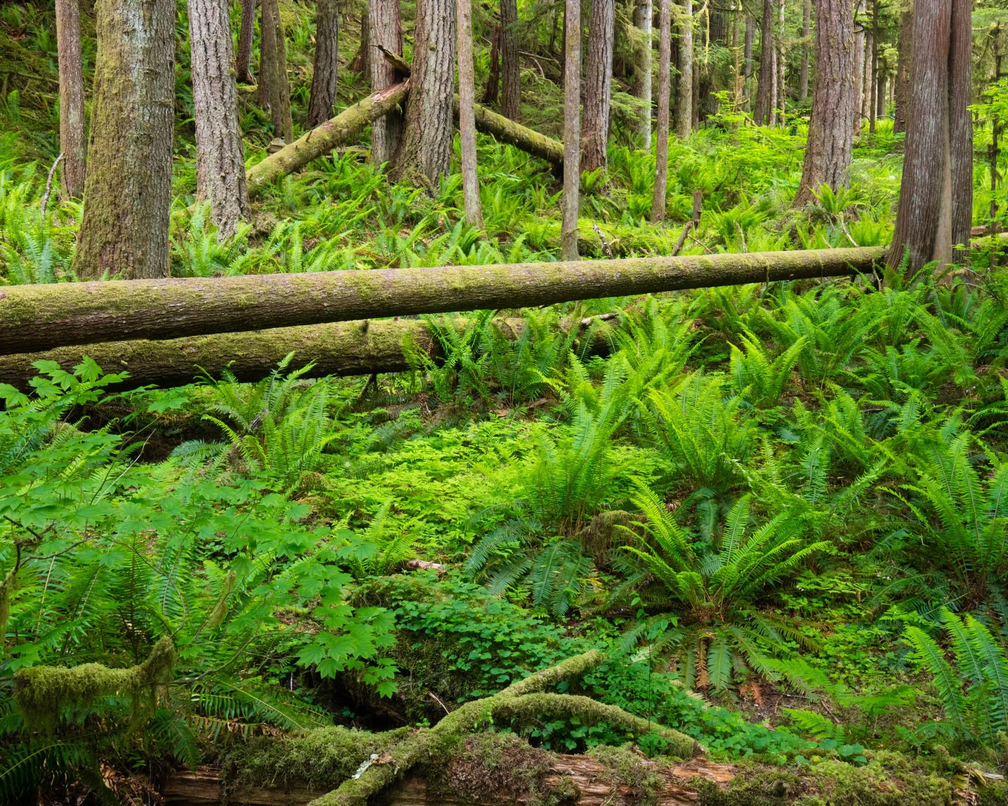 LegacyForests_006.jpg