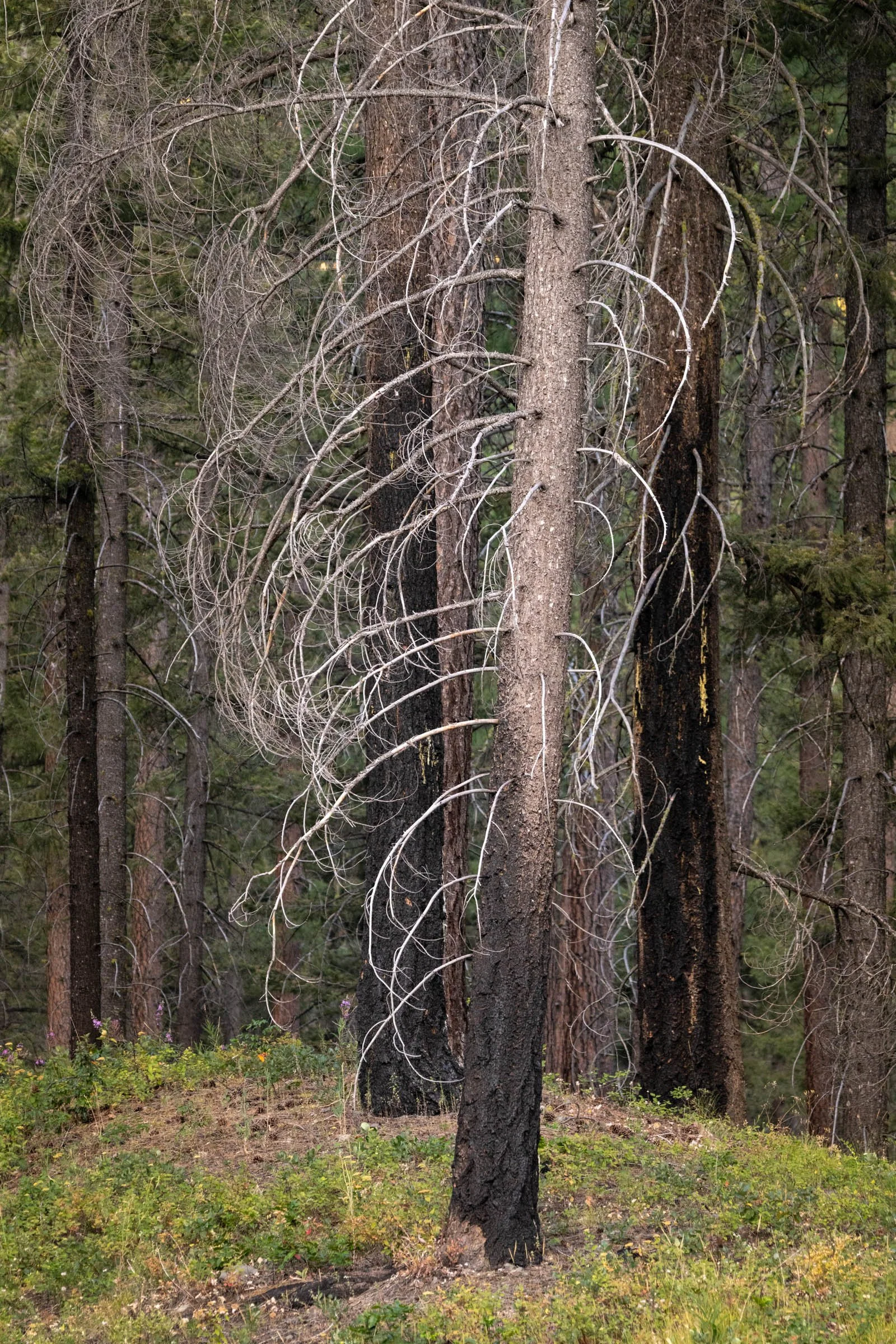 AfterFire_004.jpg