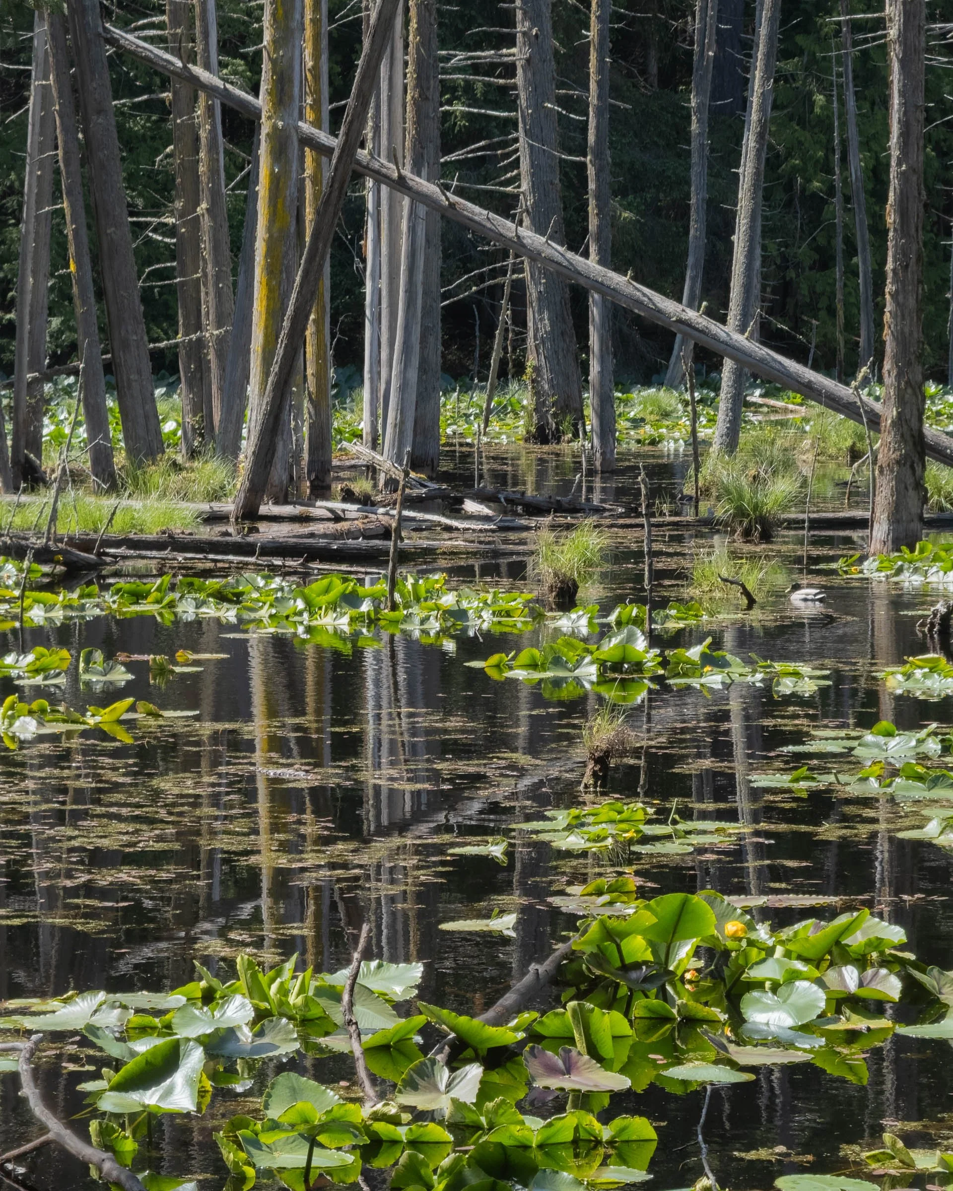 ACFL_051626_003.jpg
