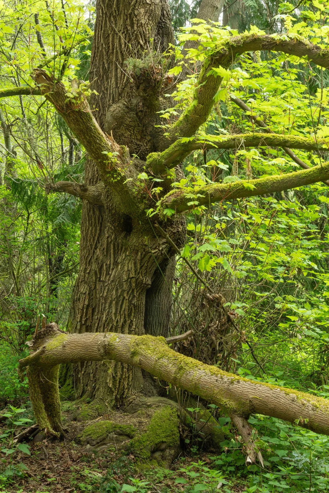 LegacyForests_045.jpg