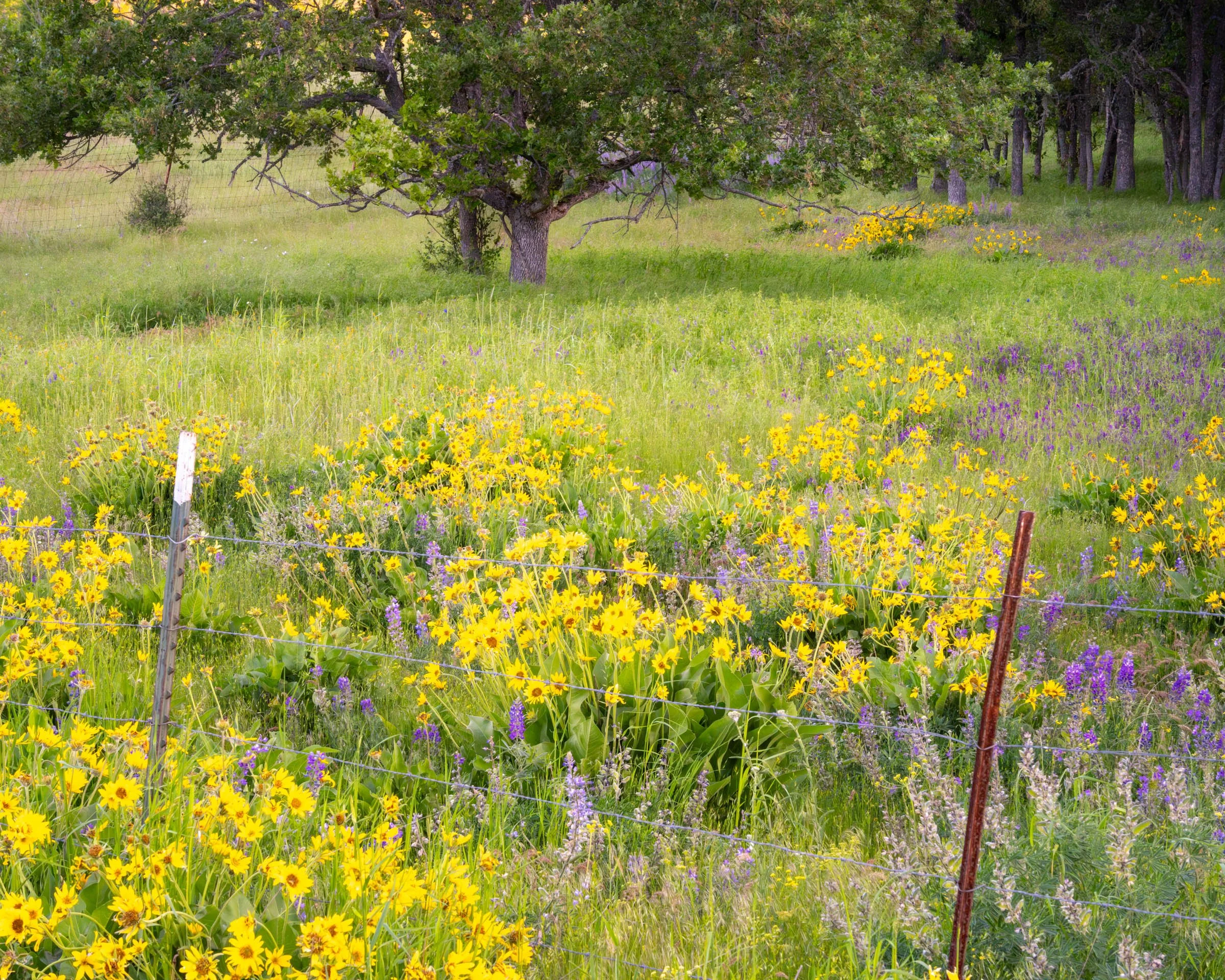 GorgeFlowers_008.jpg