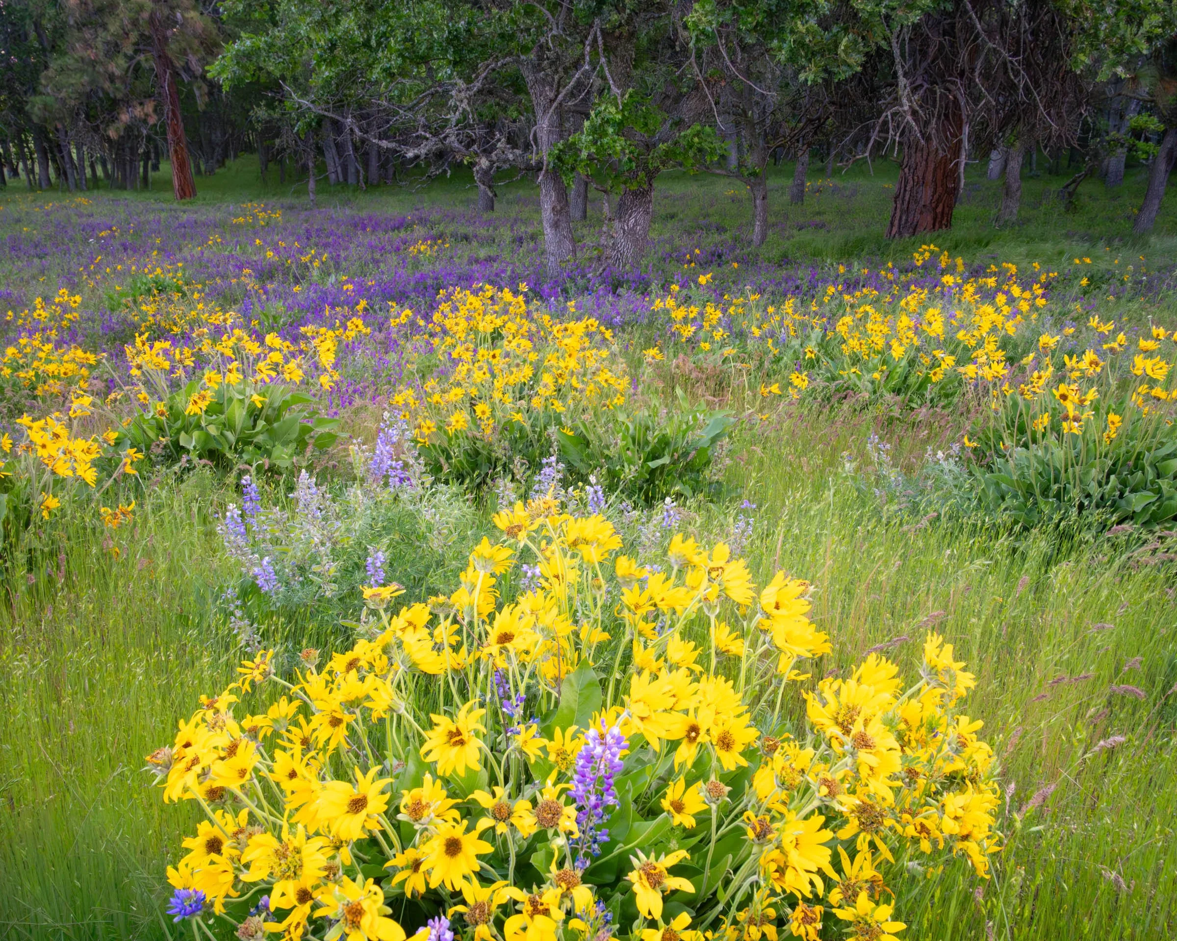 GorgeFlowers_011.jpg