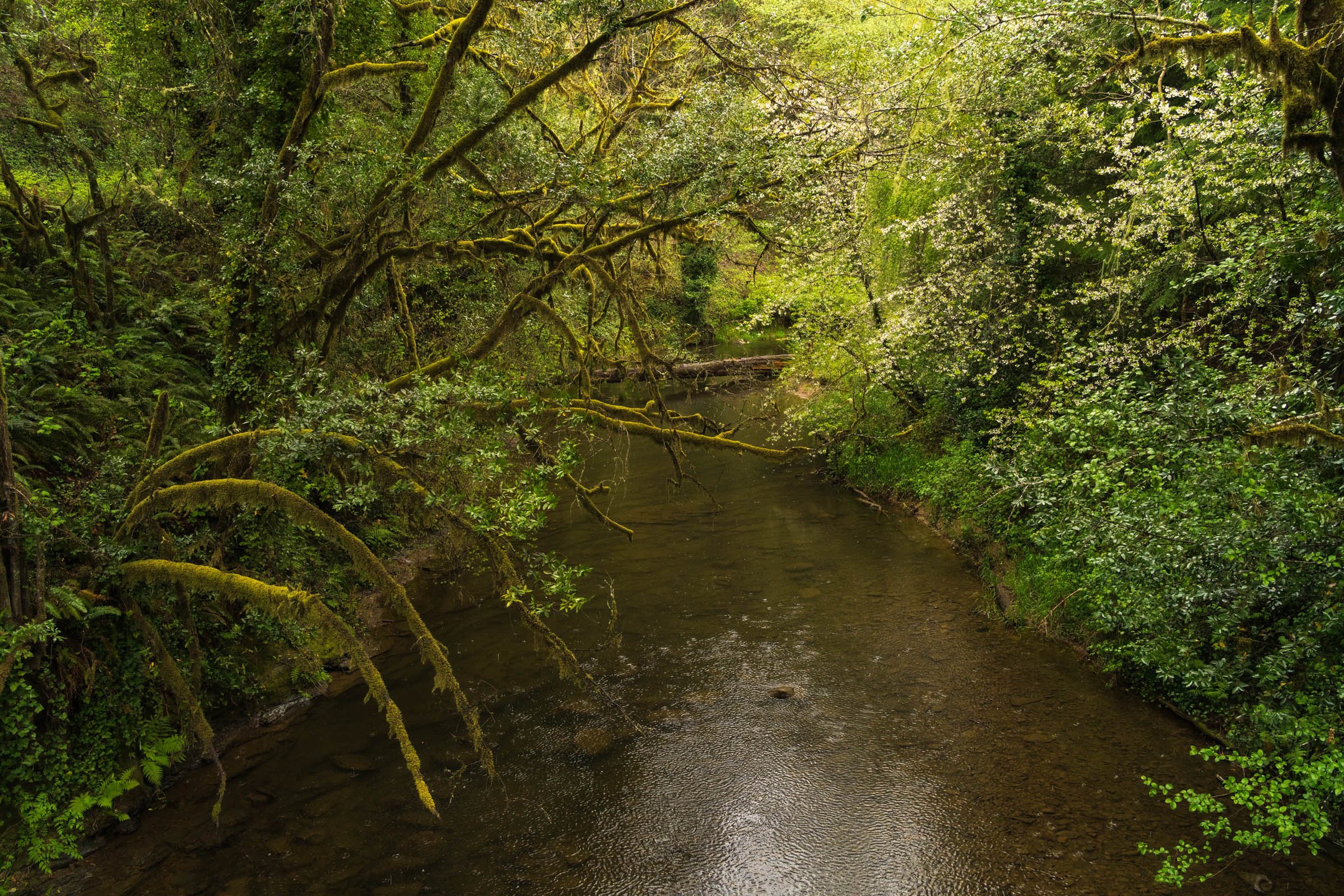 LegacyForests_030.jpg