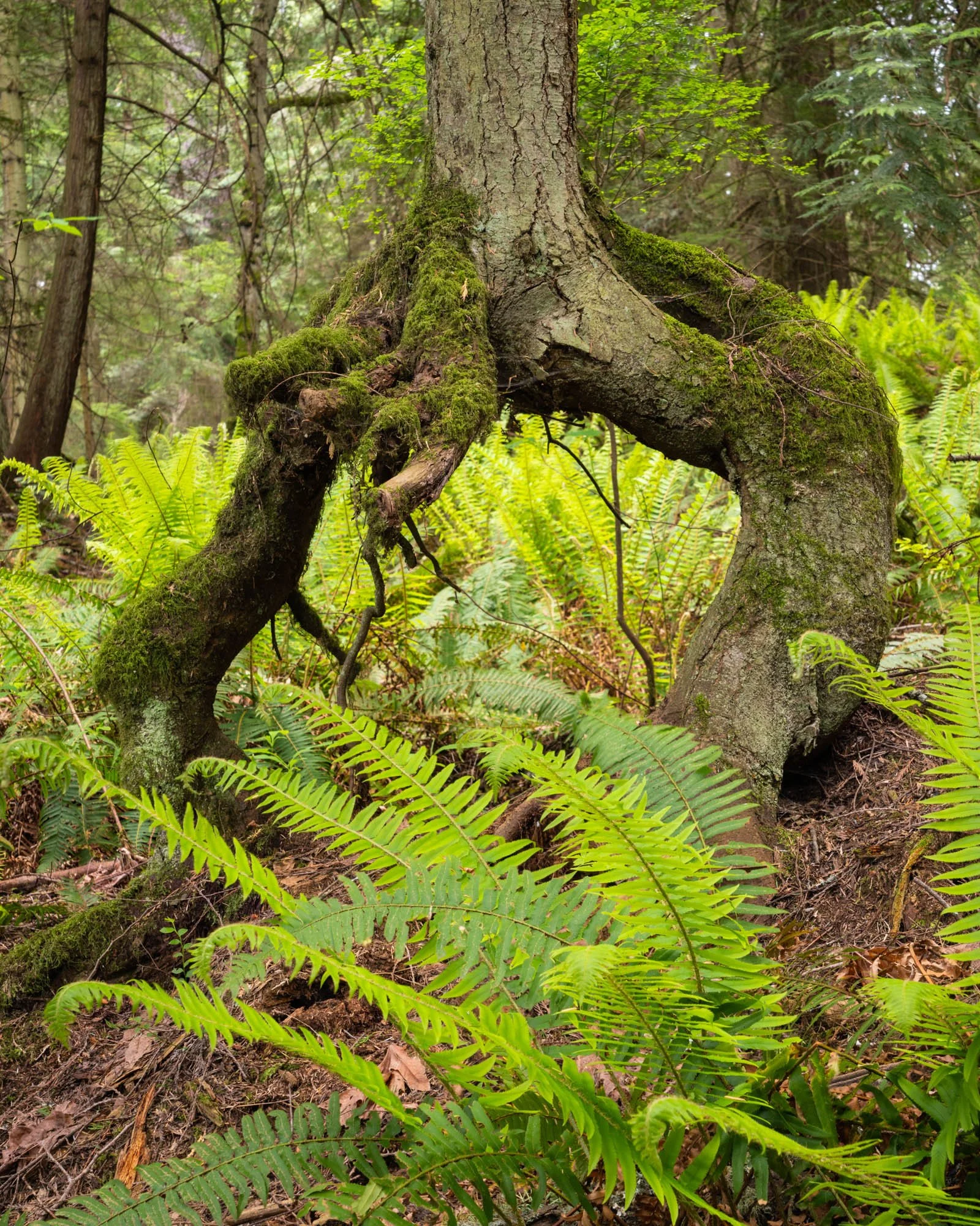 LegacyForests_053.jpg