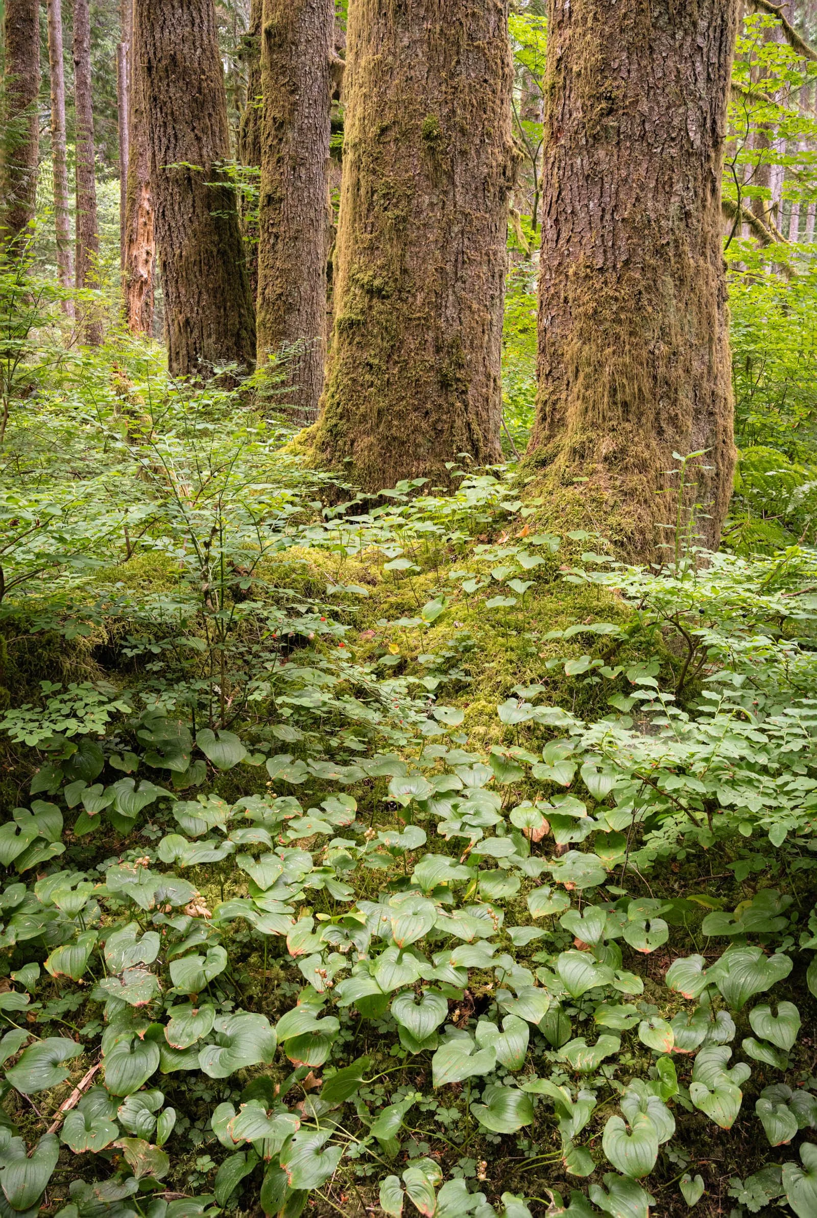 LegacyForests_012.jpg