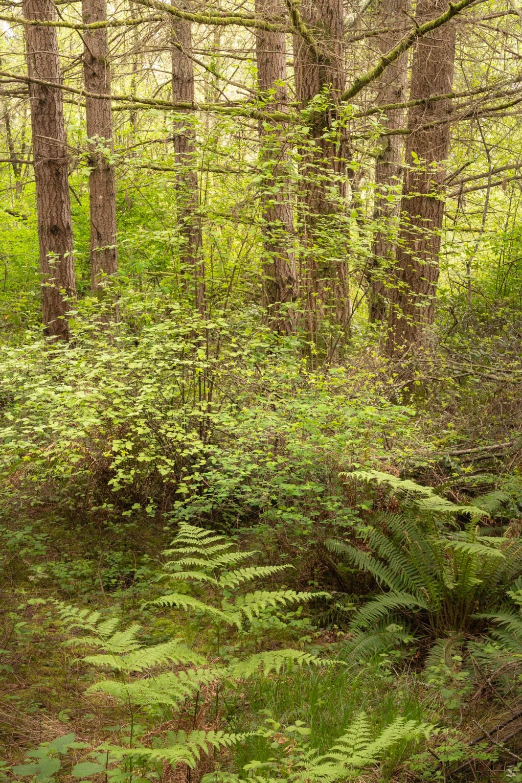 LegacyForests_044.jpg