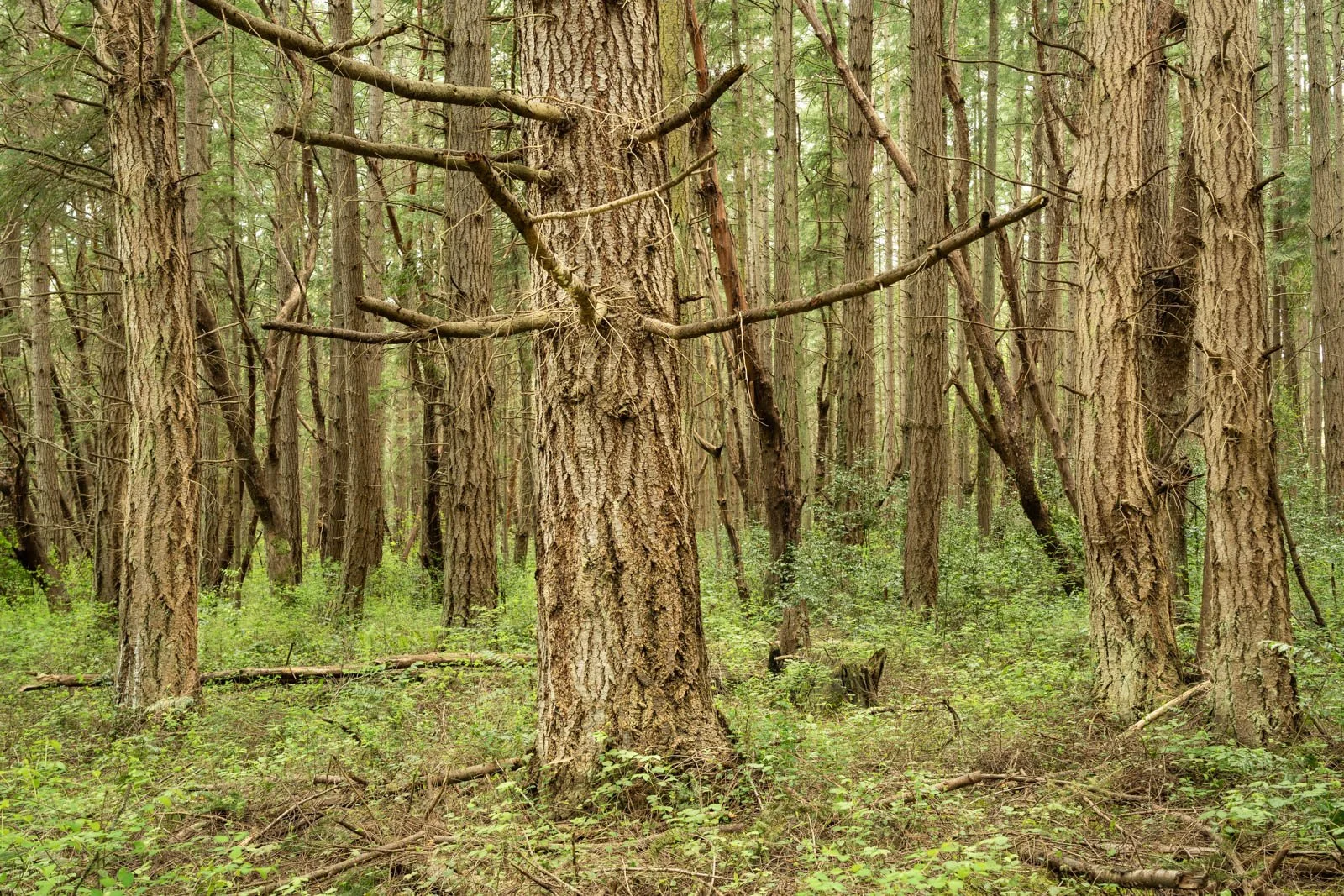 LegacyForests_041.jpg