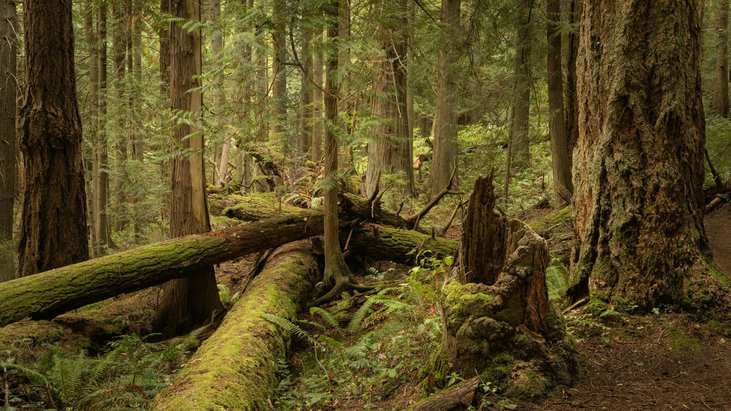 LegacyForests_055.jpg