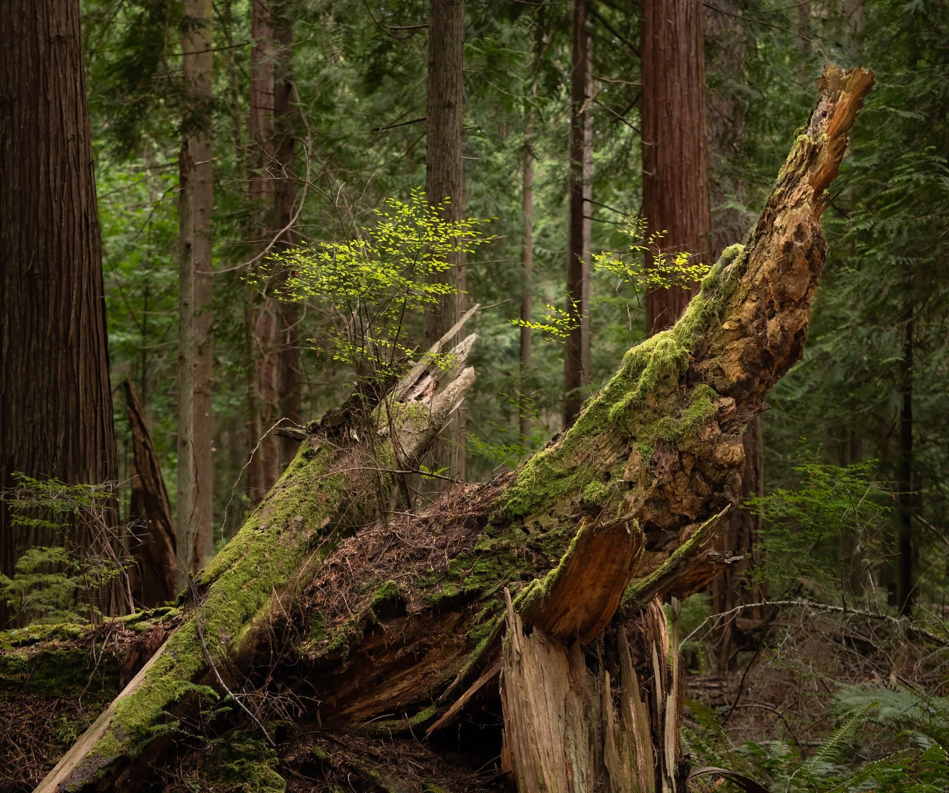 LegacyForests_054.jpg