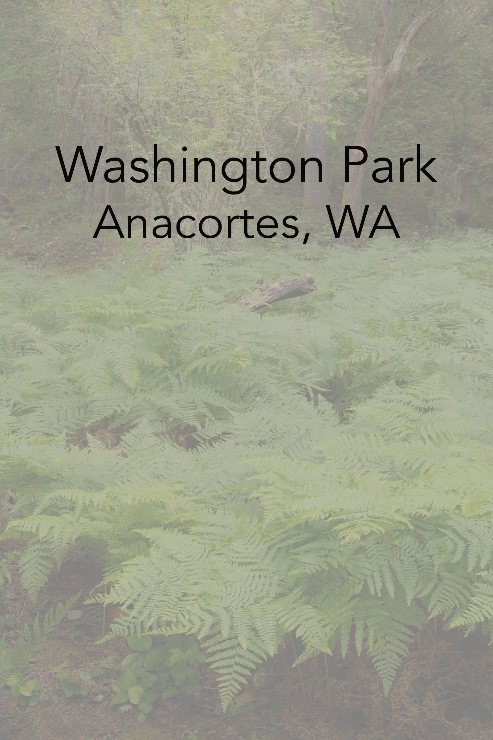 WashingtonPark_061526_011-Edit forest.jpg