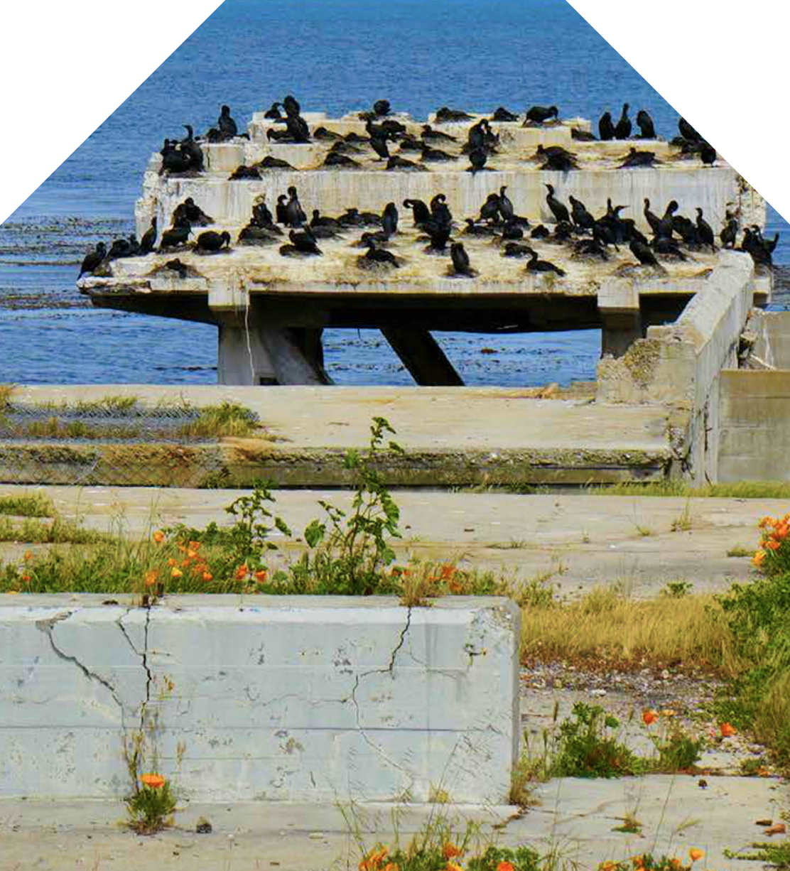 2024 2025 Annual Report Urban Ecology Conservatory. pentagonal frame around a photo of seabirds and poppies on a concrete dock.