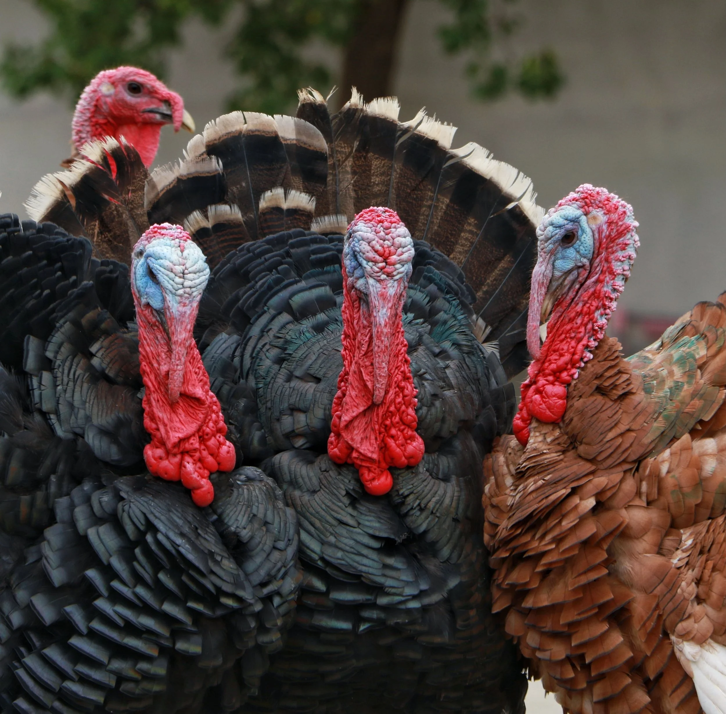 Happy Thanksgiving, pals! 🦃 If you need a break from cooking, want to skip the dishes, or just need a cold pint to get you through family dinner trivia, we&rsquo;ve got you covered. 
We are open today from NOON until late!

Note: No turkeys were har