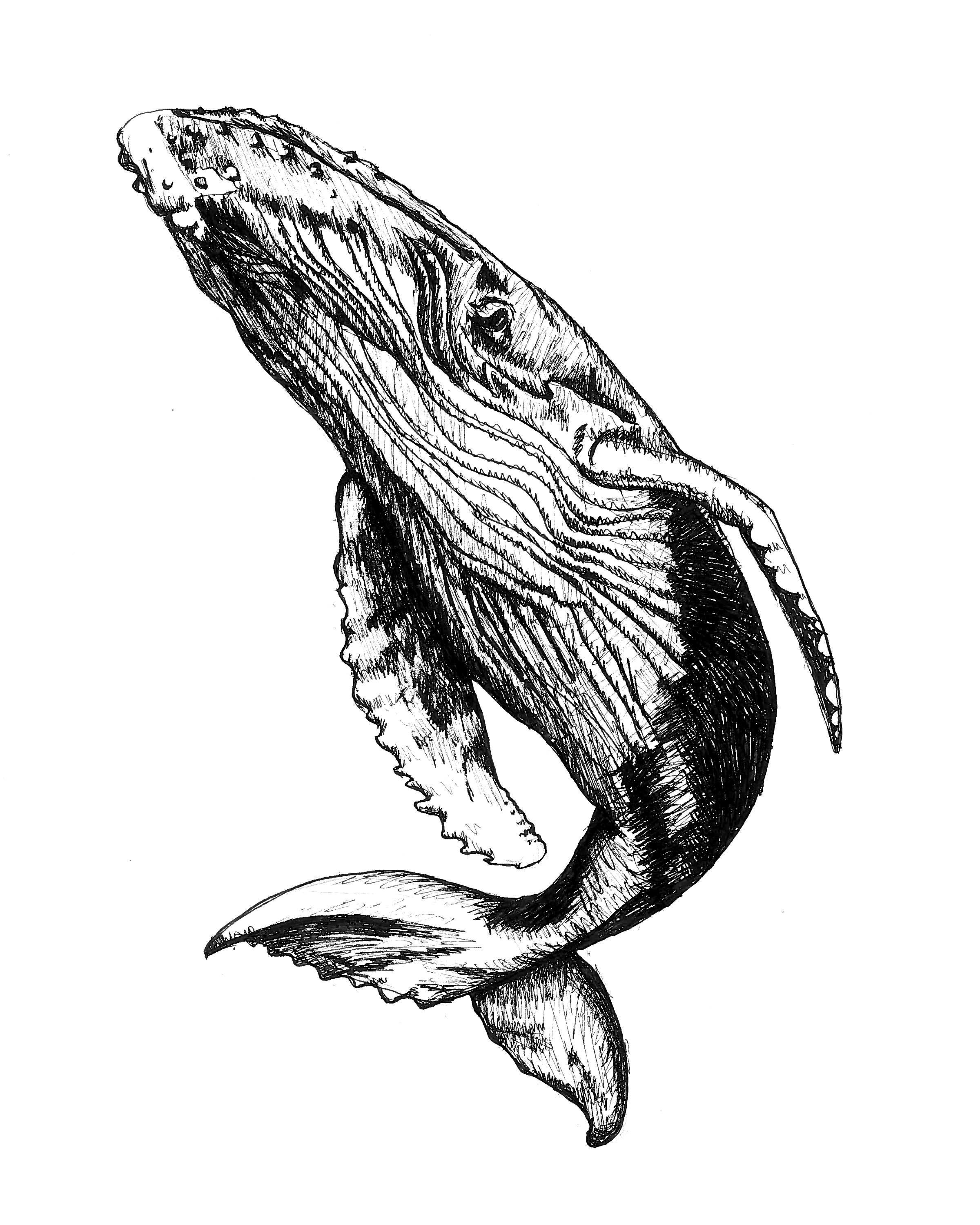 Whale_8x10.jpg