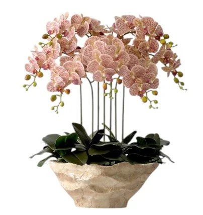 Pink and white orchids in a ceramic pot with green leaves and small yellow buds.