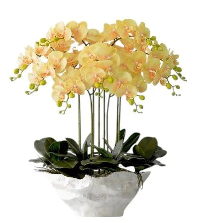 Yellow and pink orchid flowers in a white pot