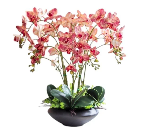 Pink and white orchids in a black pot with green leaves and small green plants at the base.