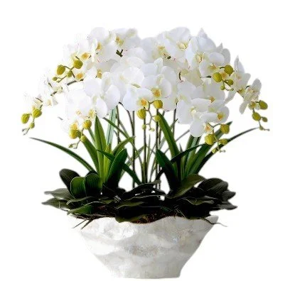 White orchid flowers in a decorative pot with green leaves.